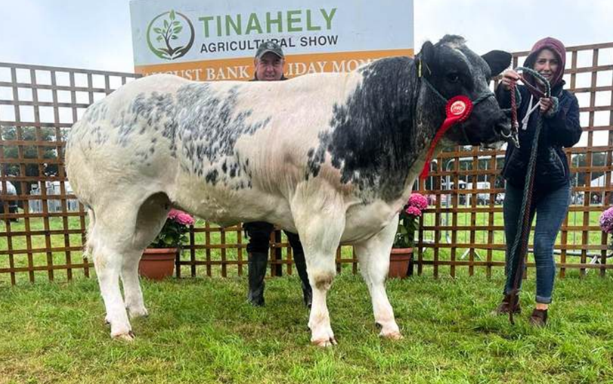 Kilcombe Quiana sold at €13,600