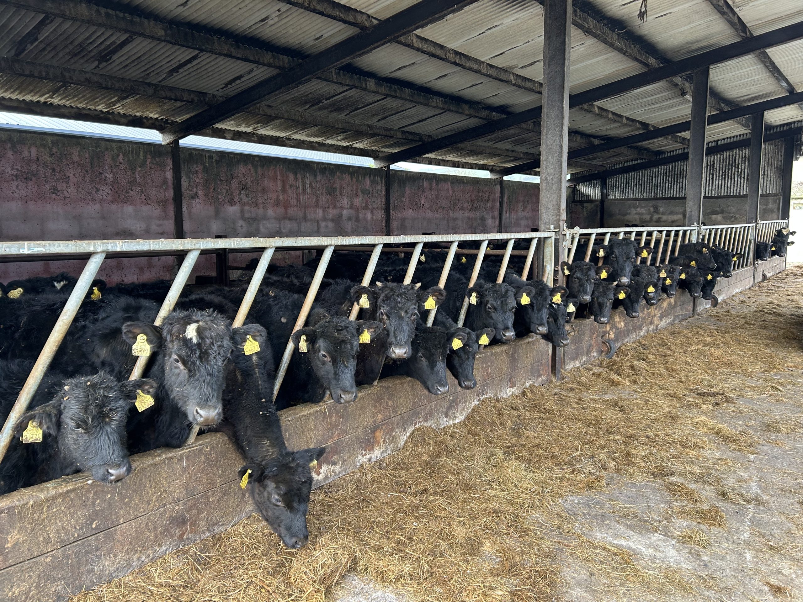 Mulcahy's four bay slatted shed