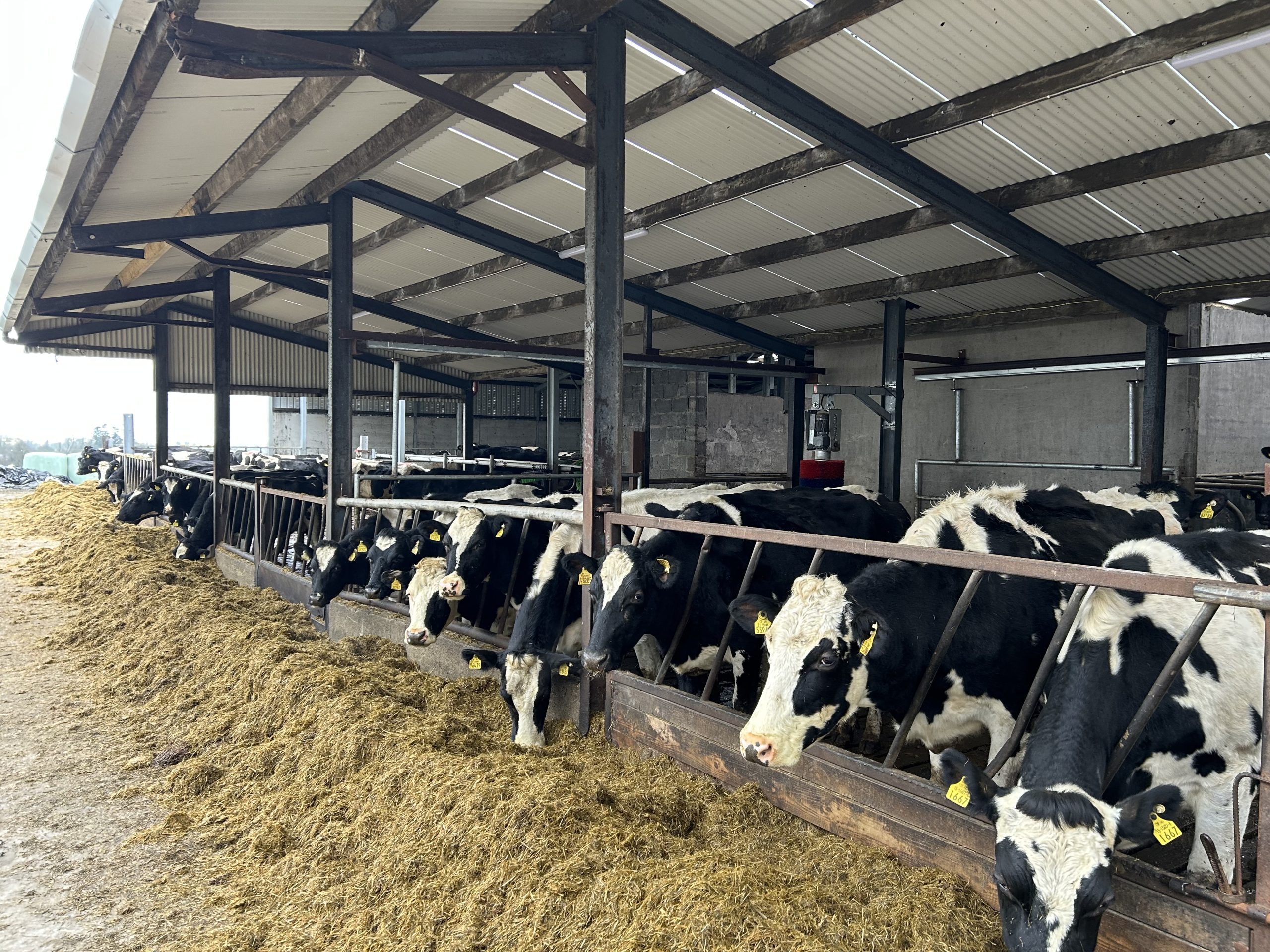 Mulcahy's herd of British Friesian cows
