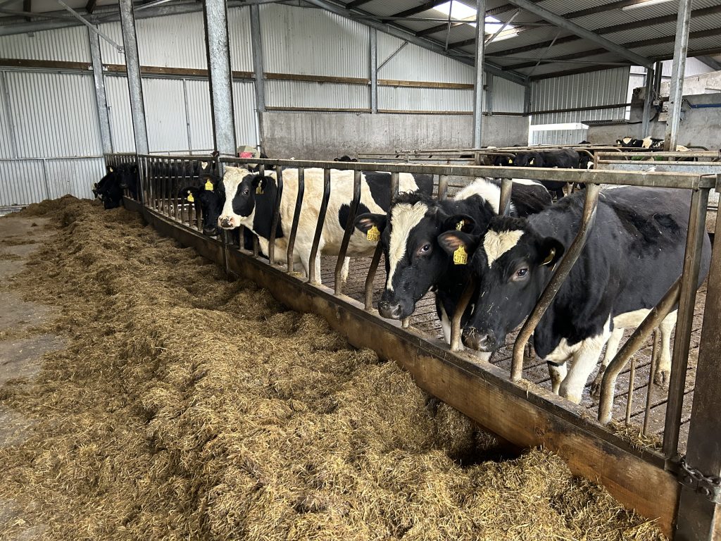 Mulcahy's replacement dairy heifers