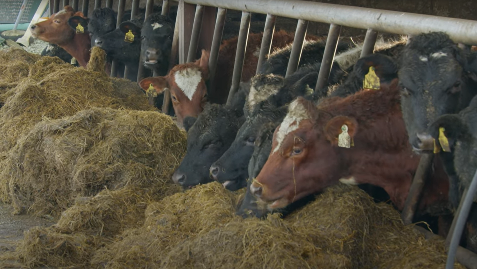 O'Leary's heifers
