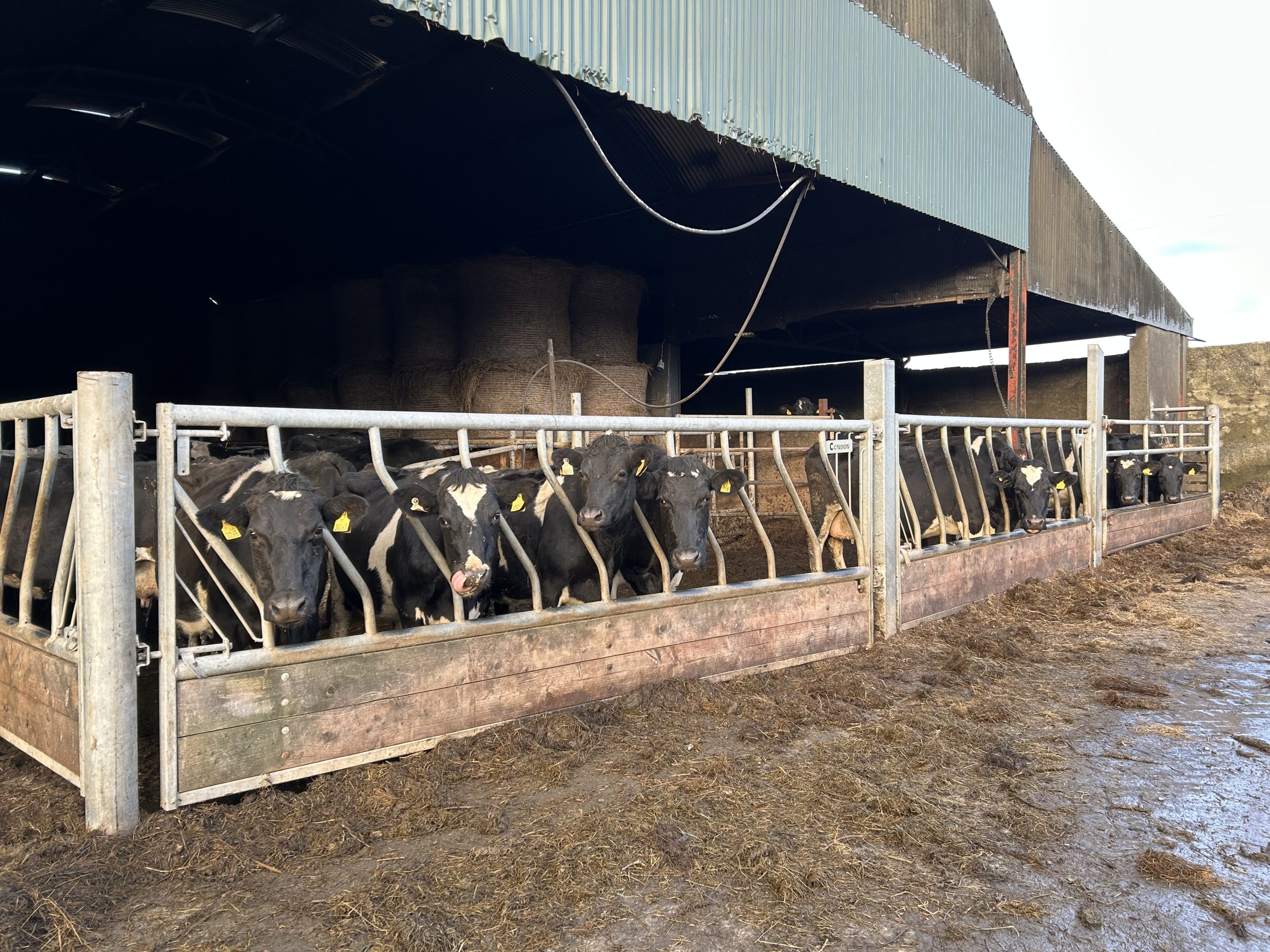 O'Leary's herd of cows
