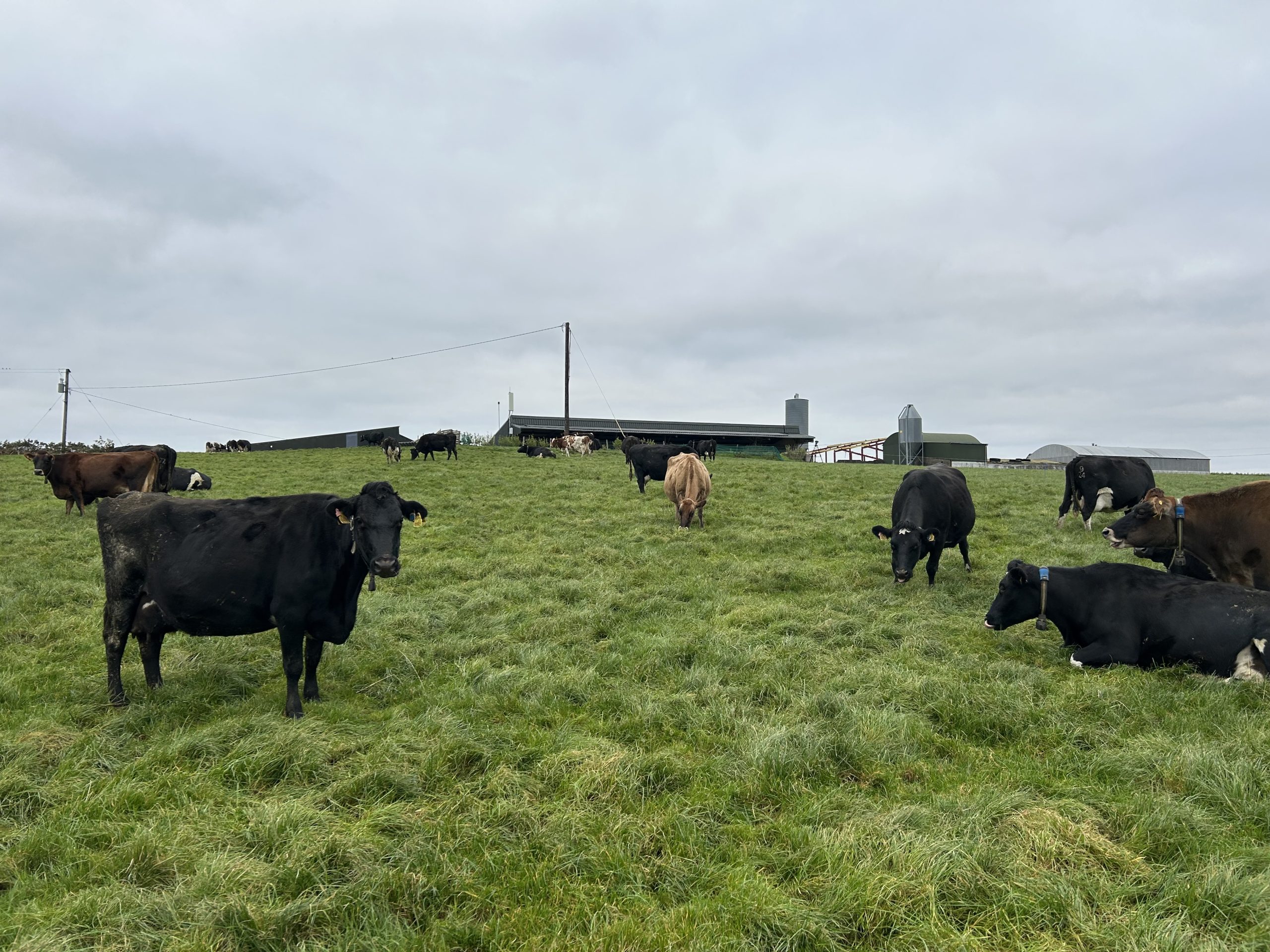 Edward's herd of cows