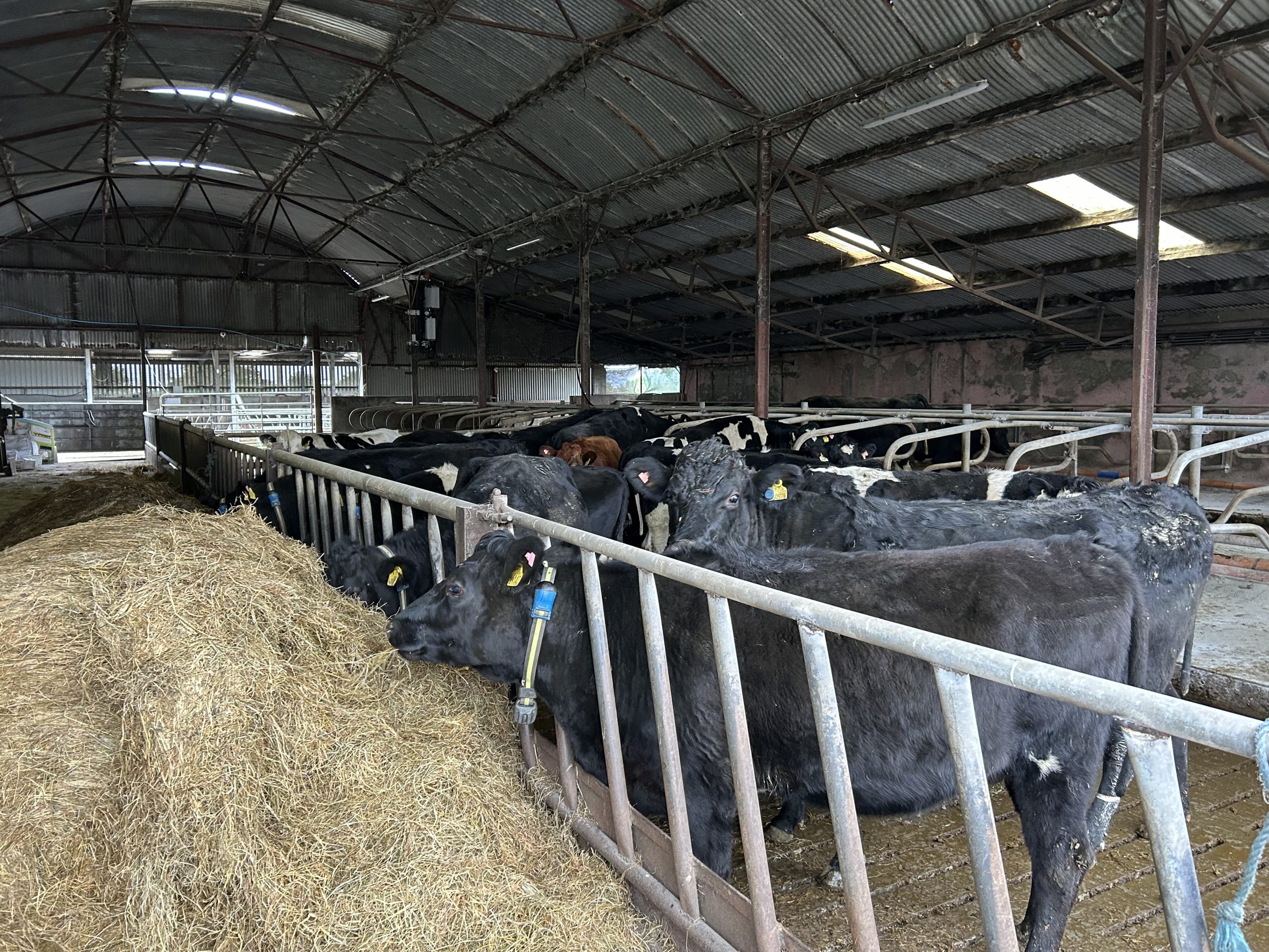 Edward's replacement heifers are contract reared and brought back to the farm the winter before calving