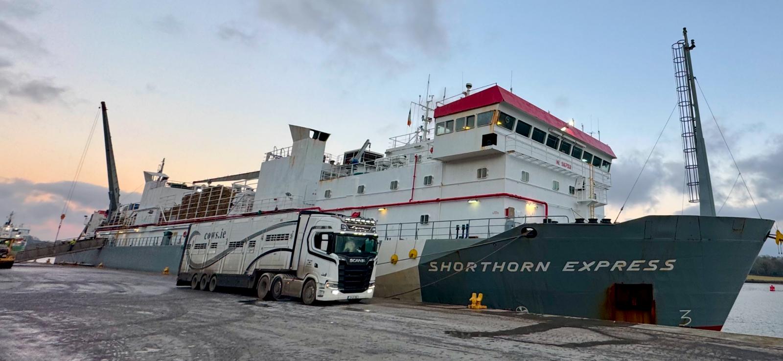 The 2,100 pedigree Holstein Friesian in-calf heifers that were loaded onto the Shorthorn Express at Belview port last month. Source: Cows.ie