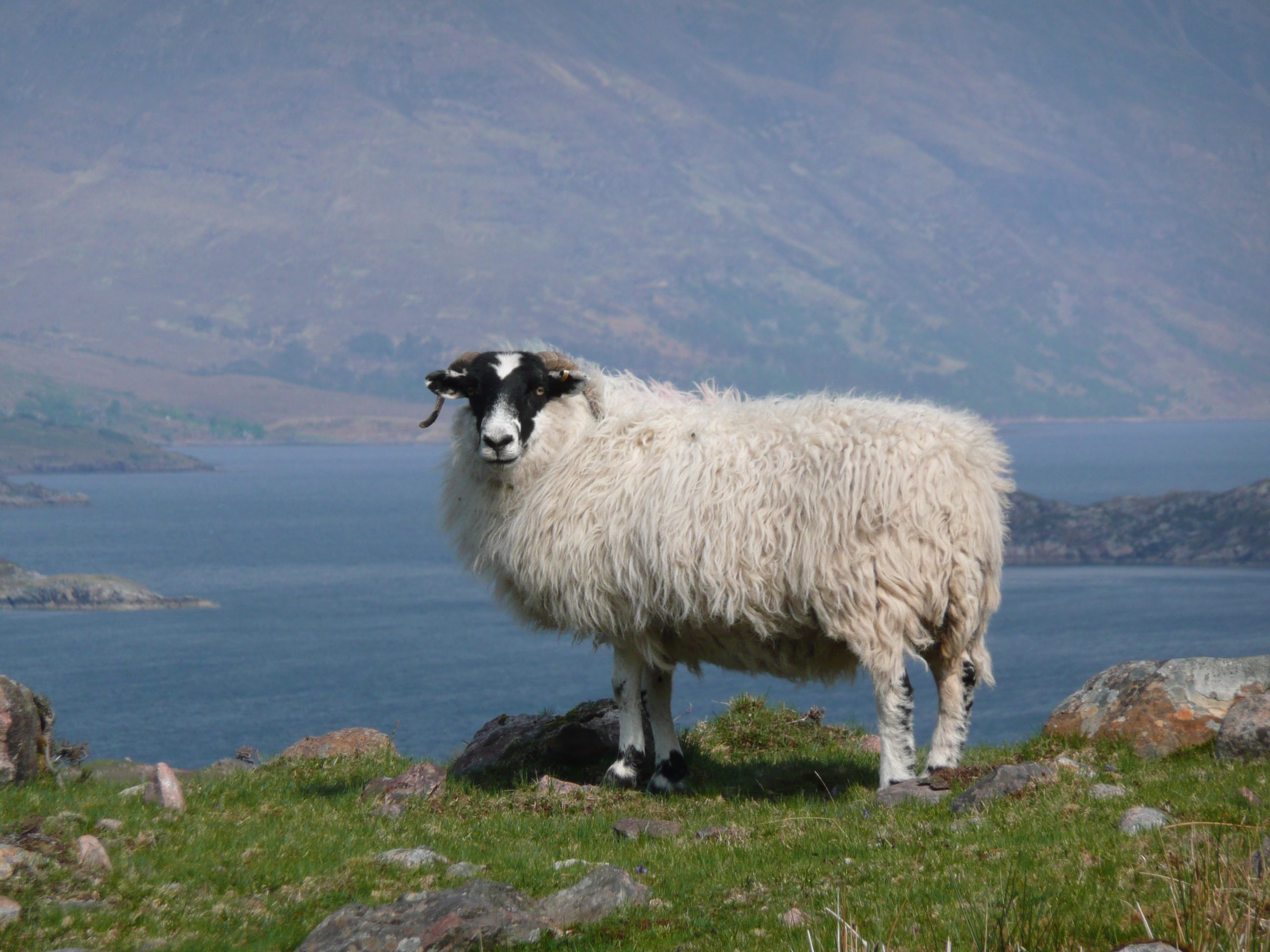 Scottish Blackface from Applecross, Scotland - a common sheep breed of the British Isles. Image source: J Peters