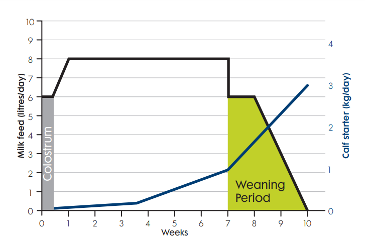 The two key elements of a successful feed curve are reaching peak levels quickly and a gradual weaning process