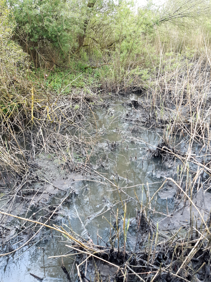 Sewage fungus arising from the wastewater discharge into Clare Lake. Source: Inland Fisheries Ireland (IFI)