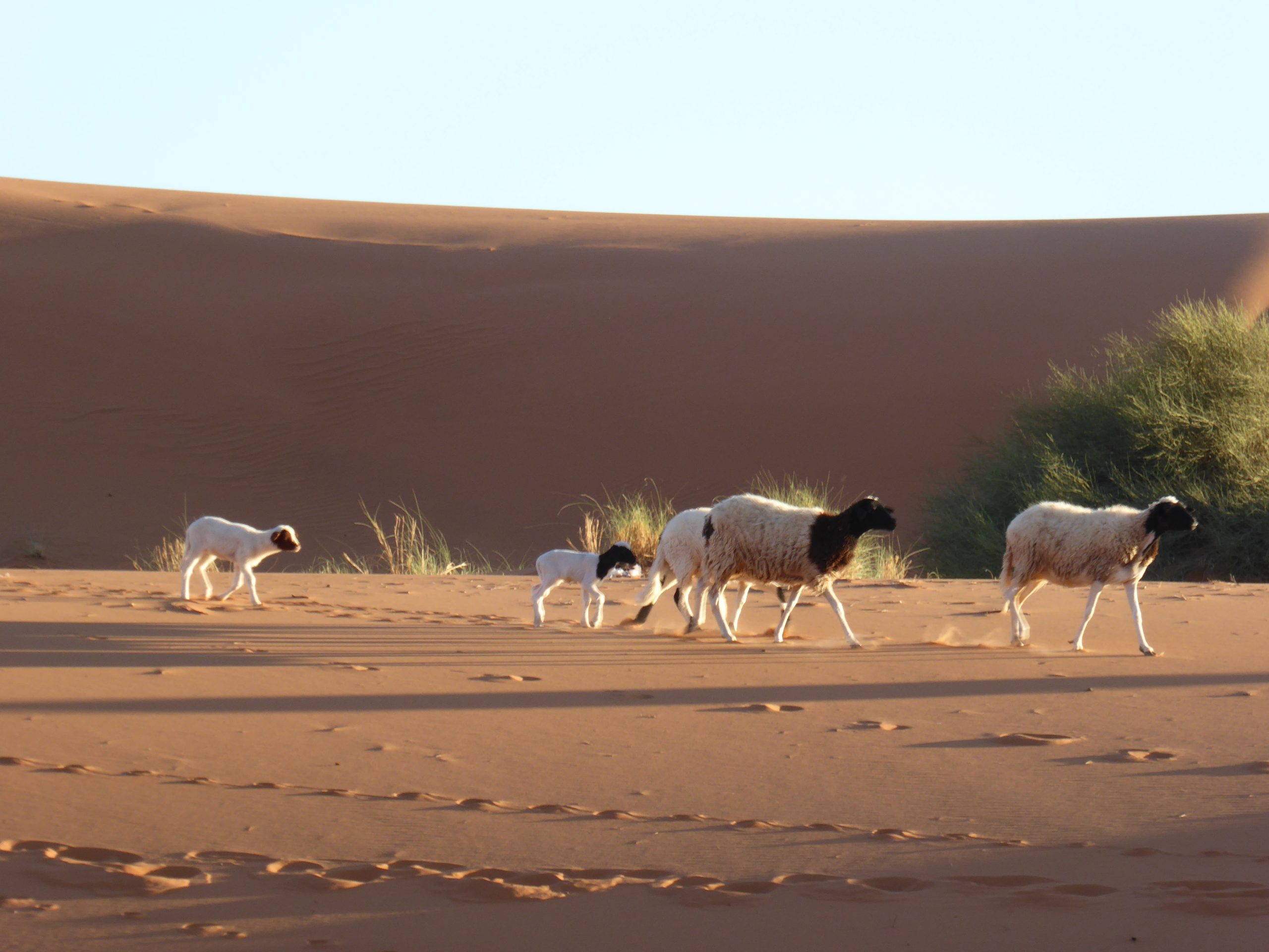 Sheep in arid landscape, Morocco. Image Source: J Peters