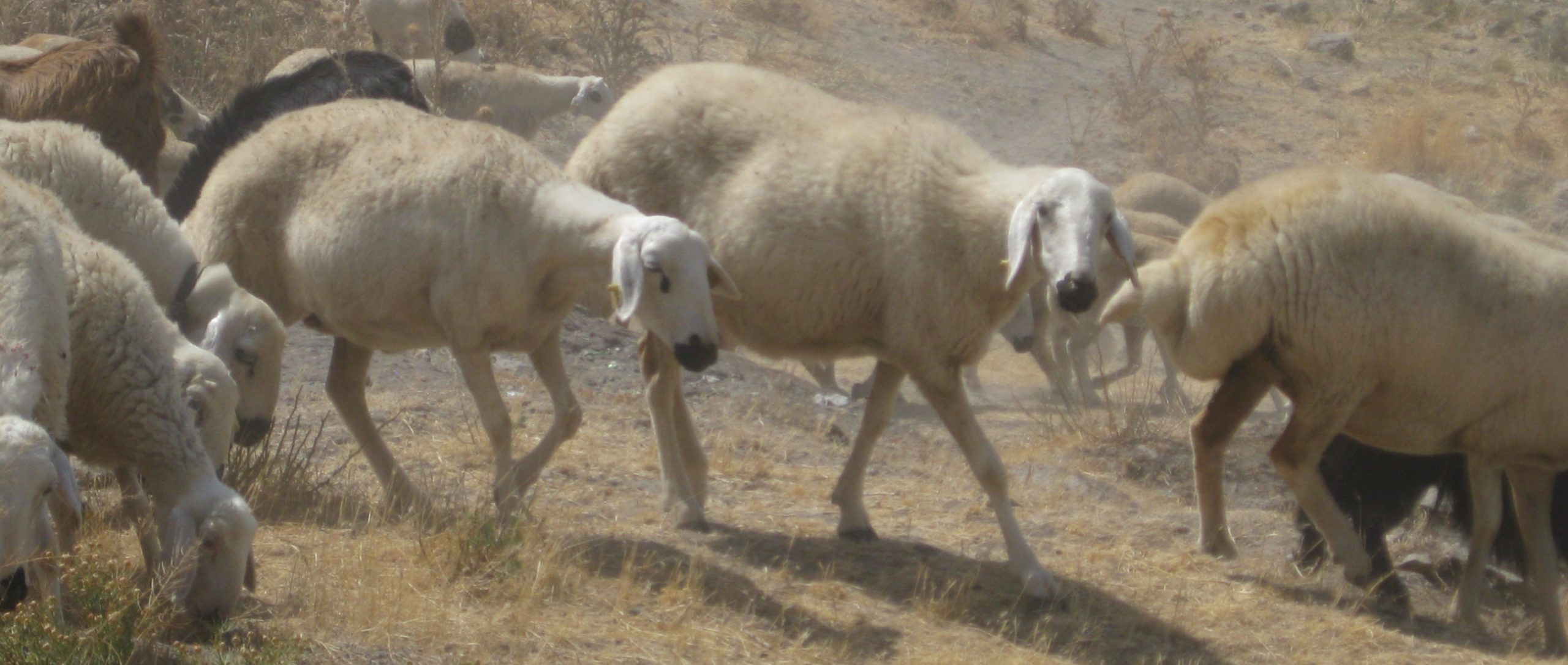 Today's descendants of the first domestic sheep of Central Anatolia. Image source: N Pollath