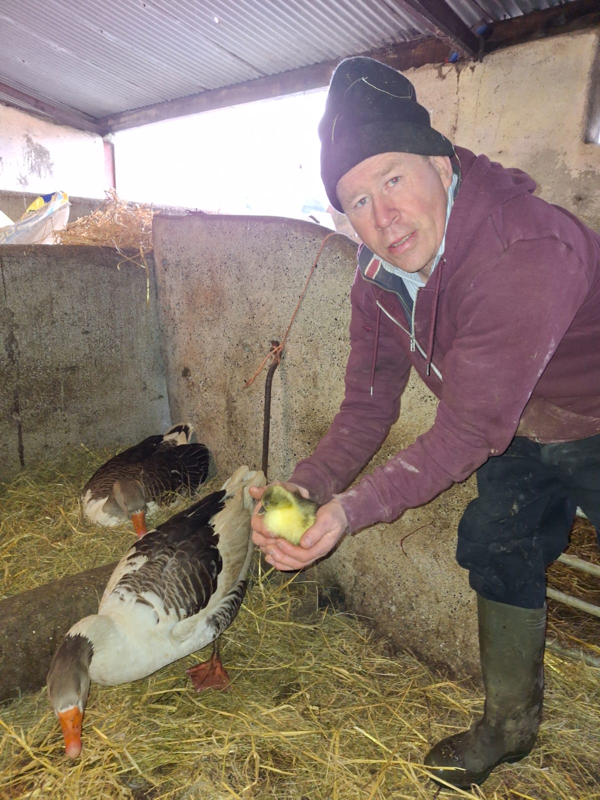 Farmer John Dolan with the newly born gosling and Concepta. Image source: John Dolan