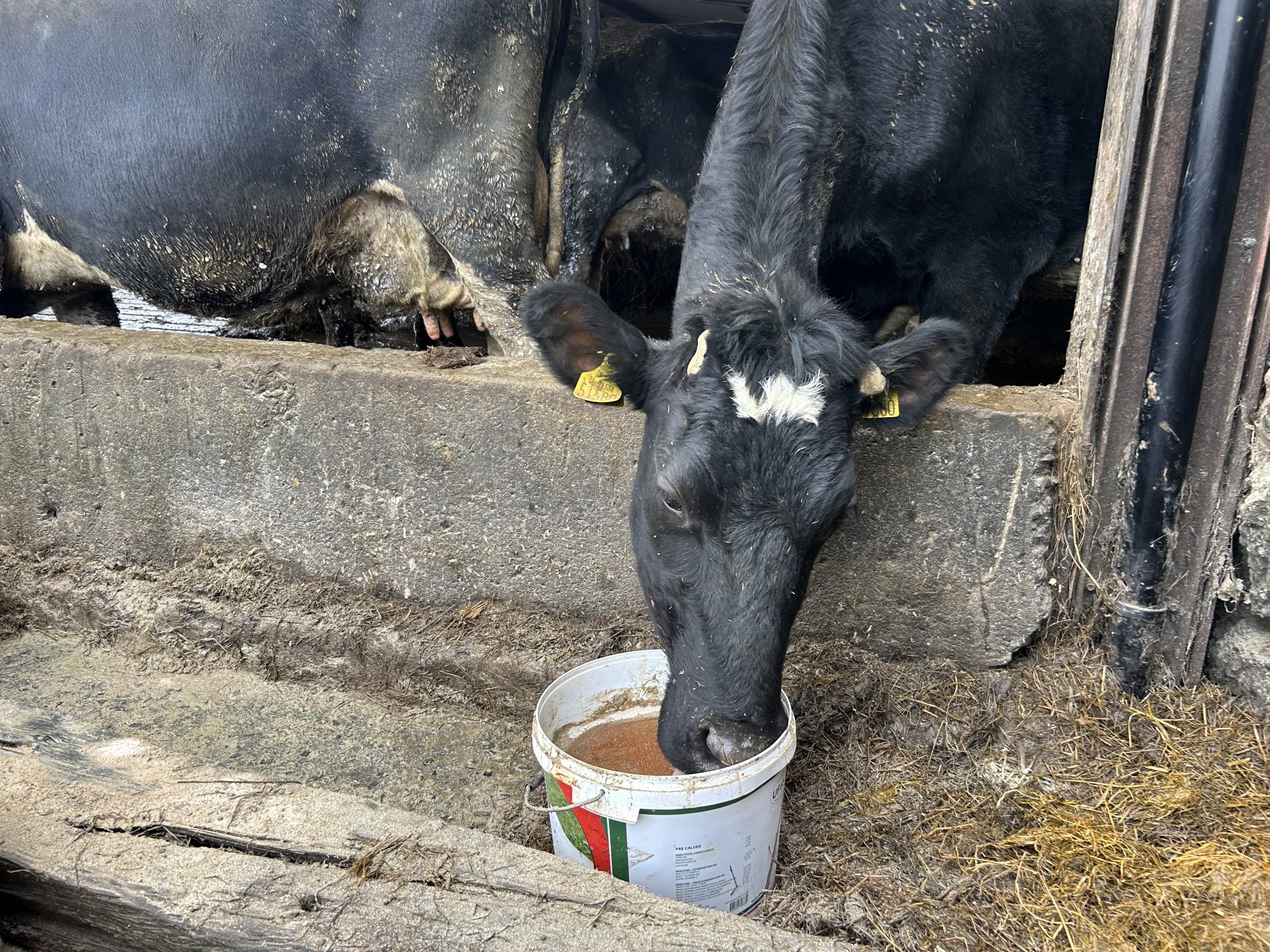 Ensure cows are getting an adequate amount of minerals pre- and post-calving, along with good quality silage