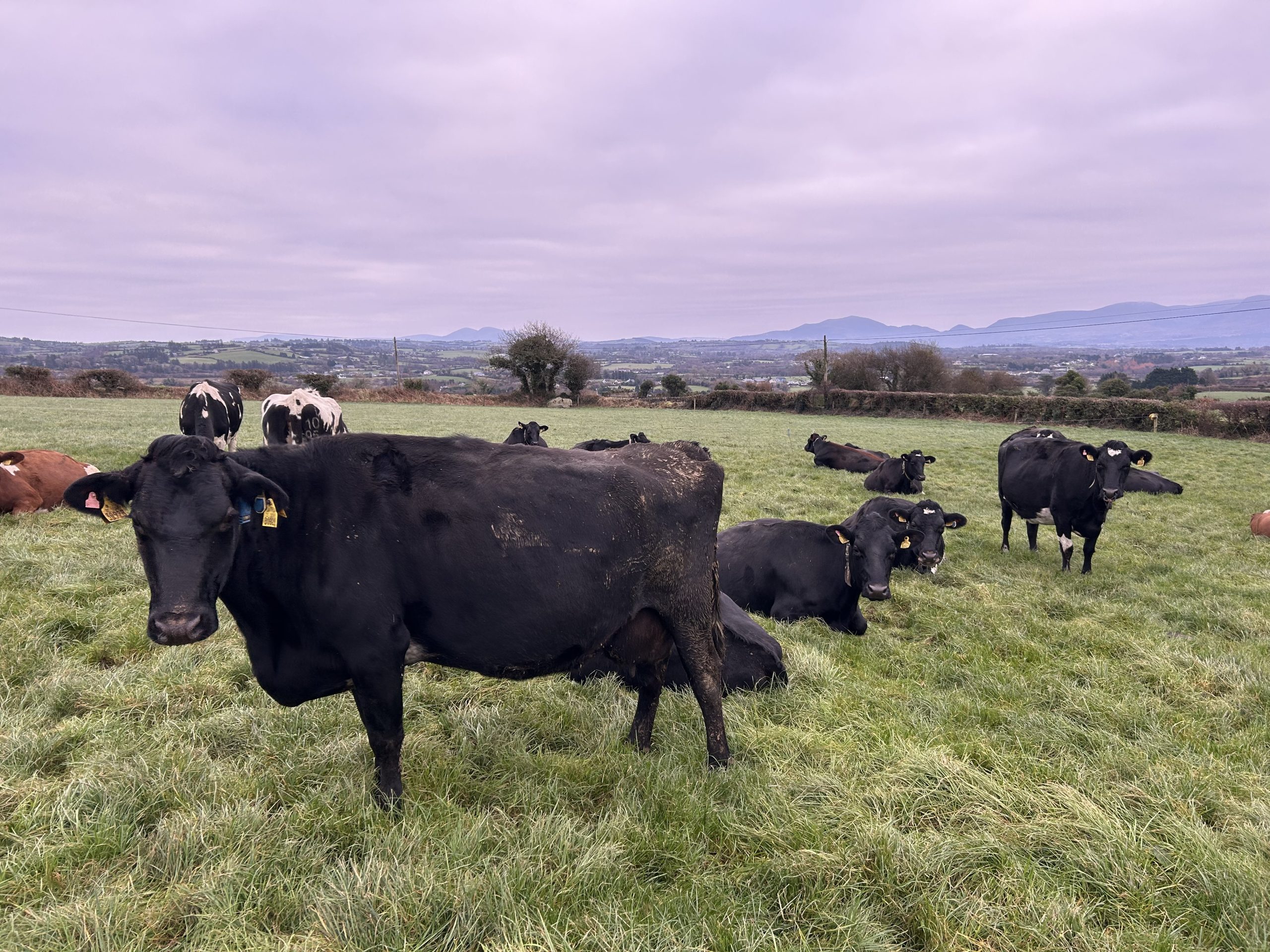 The herd of well conditioned Jersey-cross cows out grazing in the middle of December