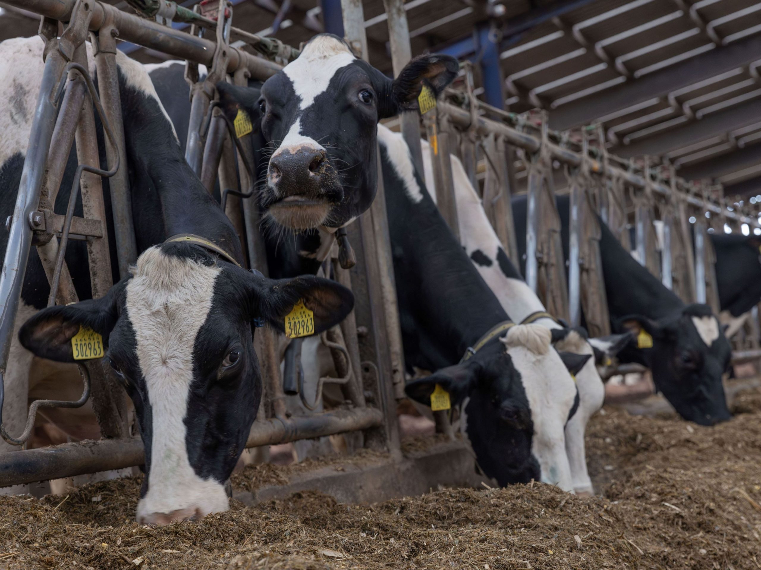Ensure the highest performing cows receive the best quality silage
