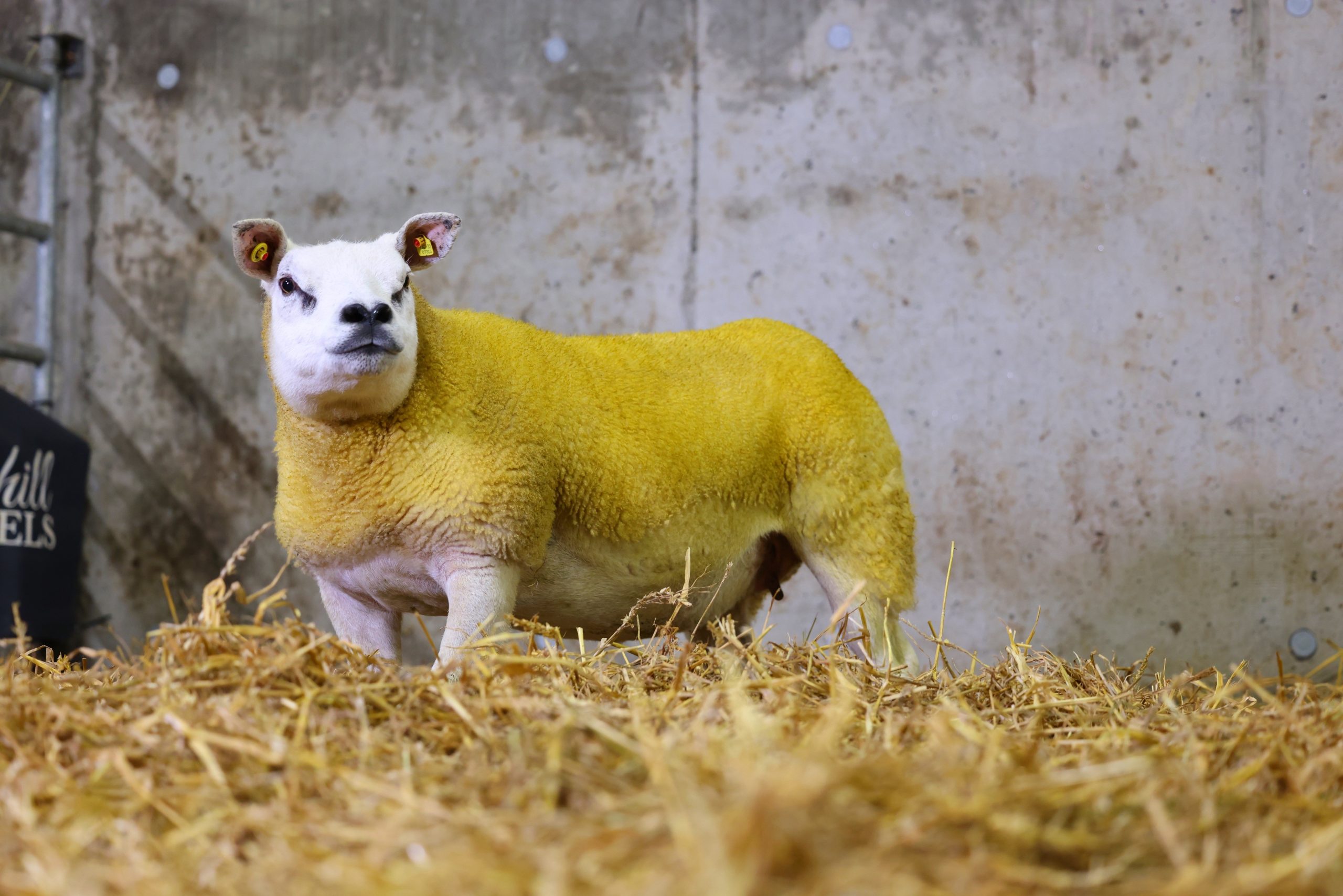 This ewe sold for €2,600 for the Knockhill Flock