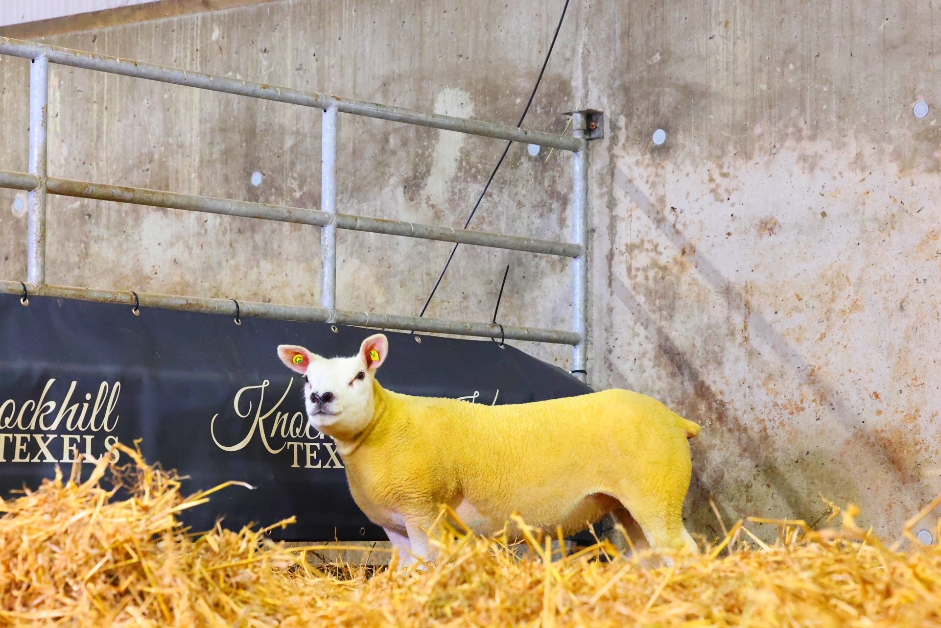 Ewe lamb sold for €3,800