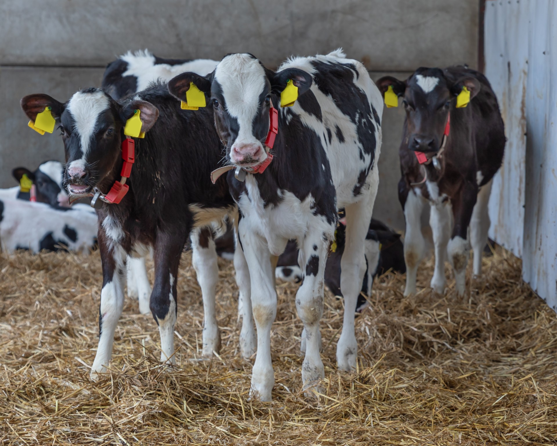 Ensure heifer calves are reared in hygienic, well-ventilated housing to promote growth. Image source: CAFRE