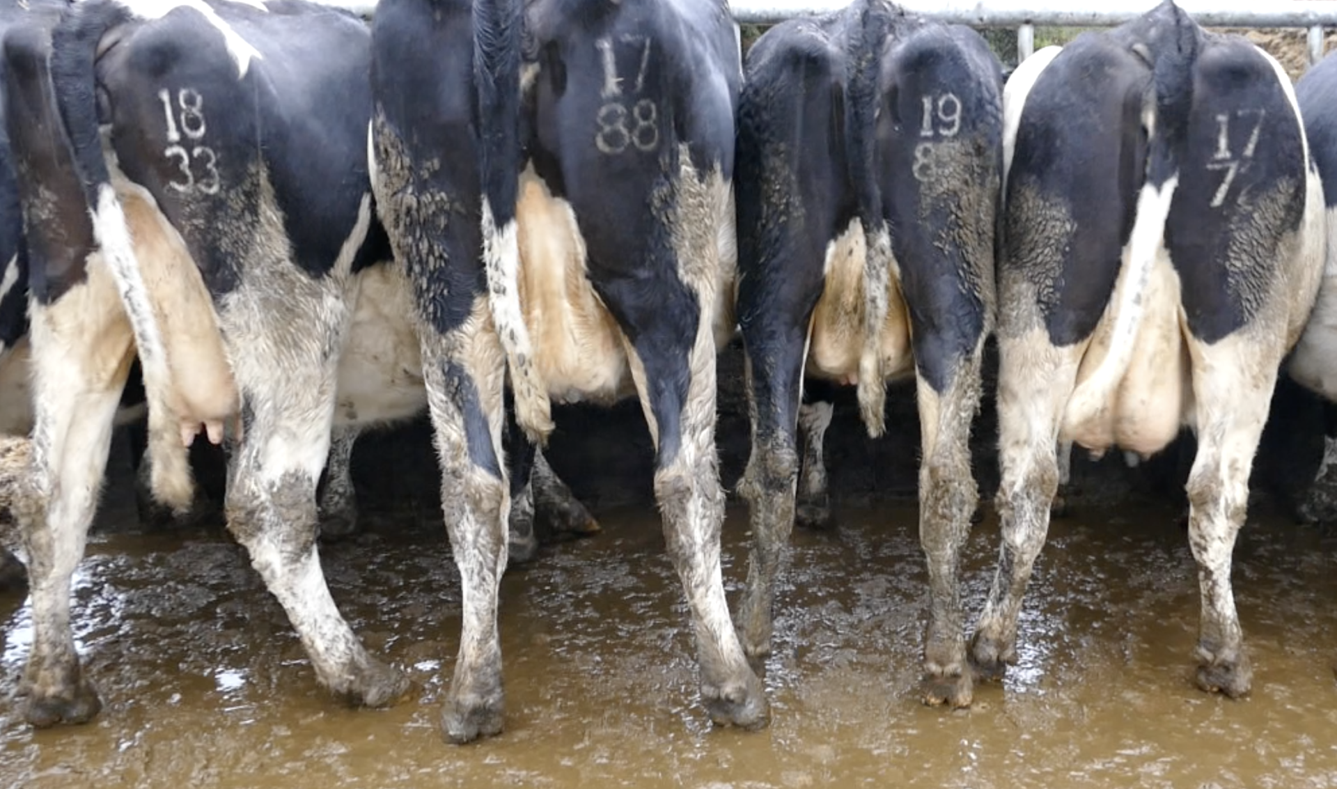 A look at a few cows from the PBNR milking herd. Source: Taafe Auctions