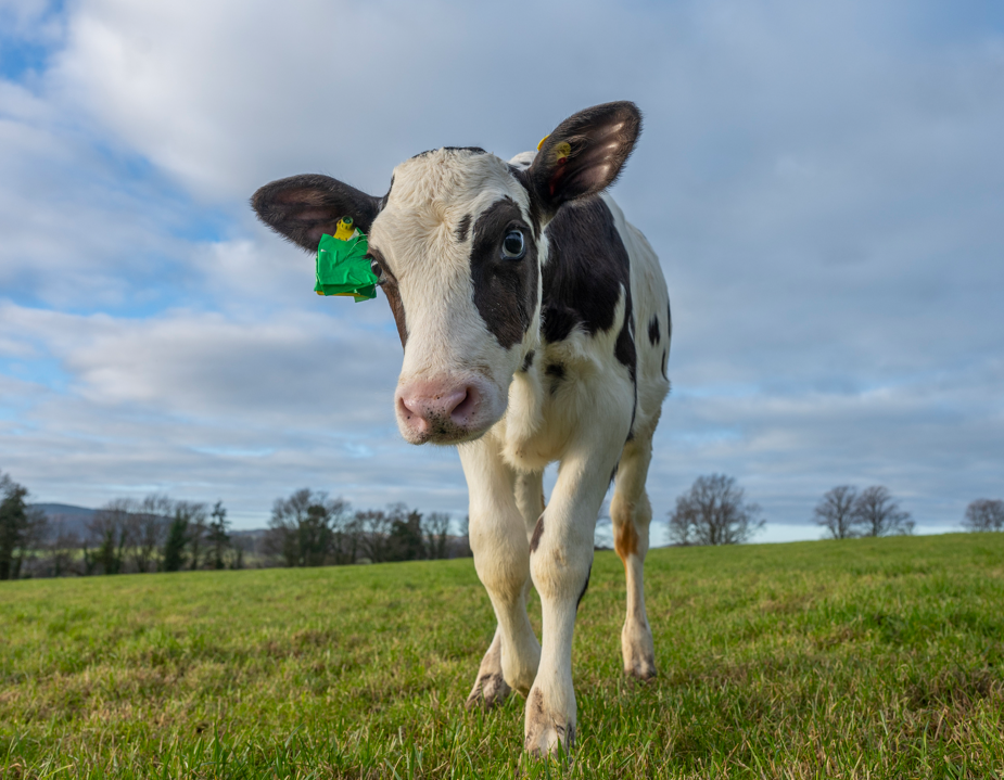 Hilda, the Scottish IVF calf Source: Phil Wilkinson/SRUC