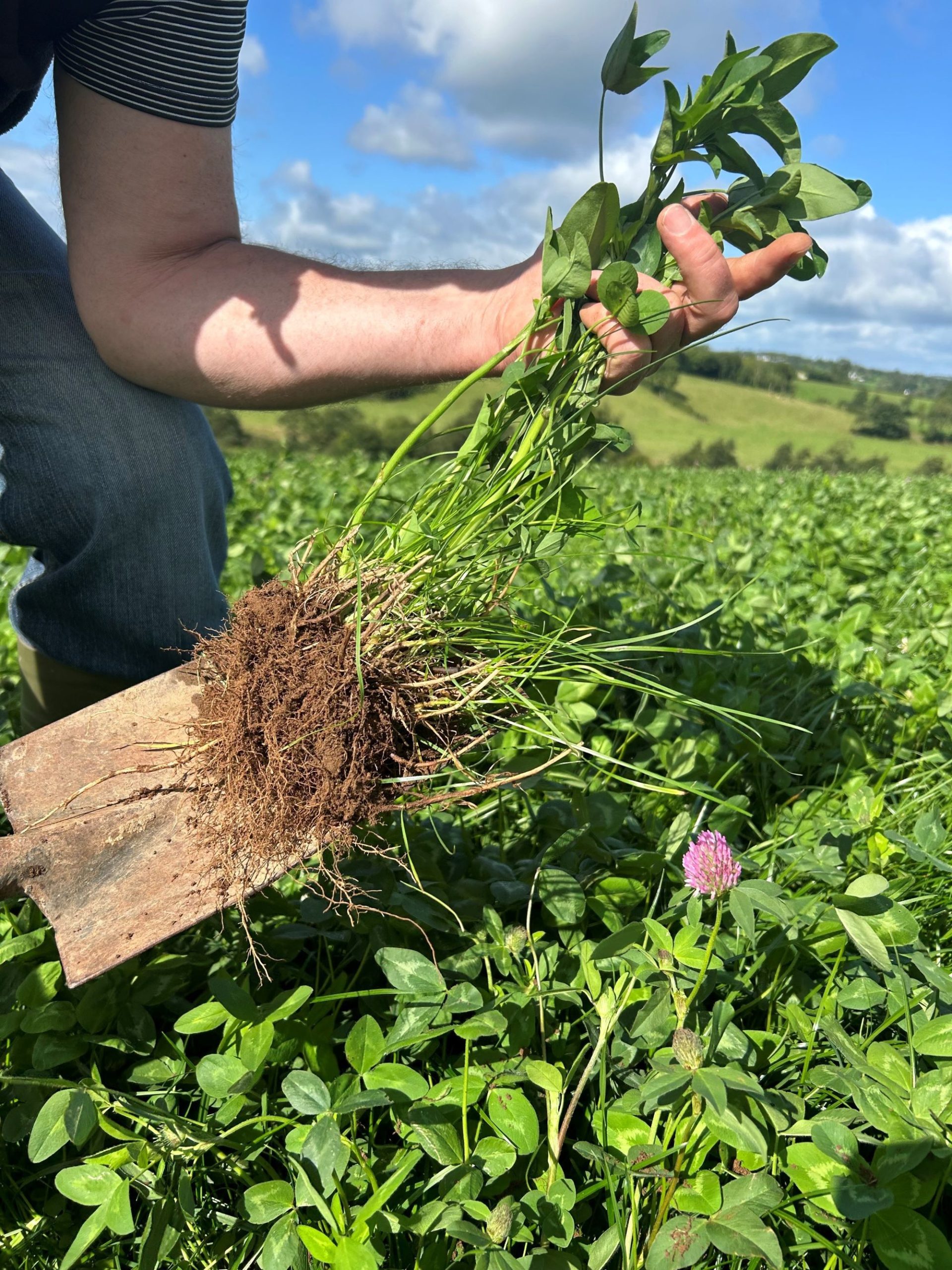 Rooting structure of red clover on Frank McDonnell’s farm near Omagh. Image source: AgriSearch