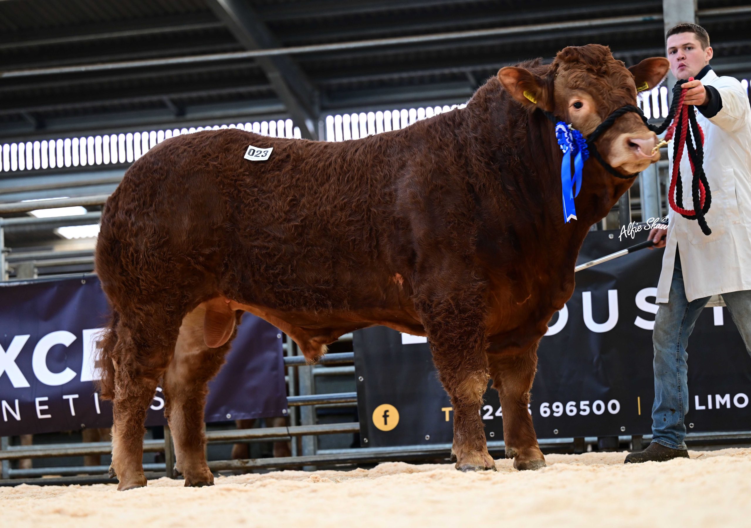 Paul Campbell, Carnlough, exhibited the senior and supreme overall champion Spage Unison that sold for 6,000gns.  Source: Alfie Shaw