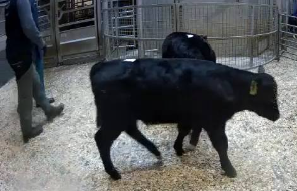 Two Aberdeen Angus bulls at 75kgs sold for €390/head
