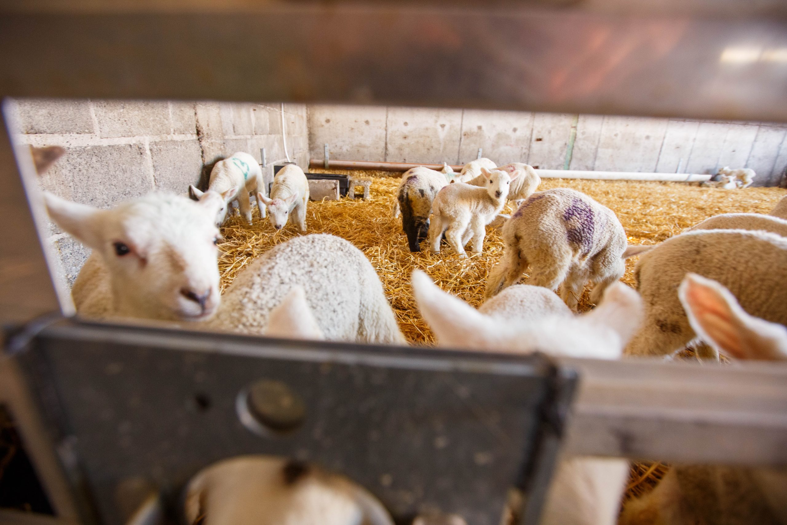 Lambs thriving on Lamlac