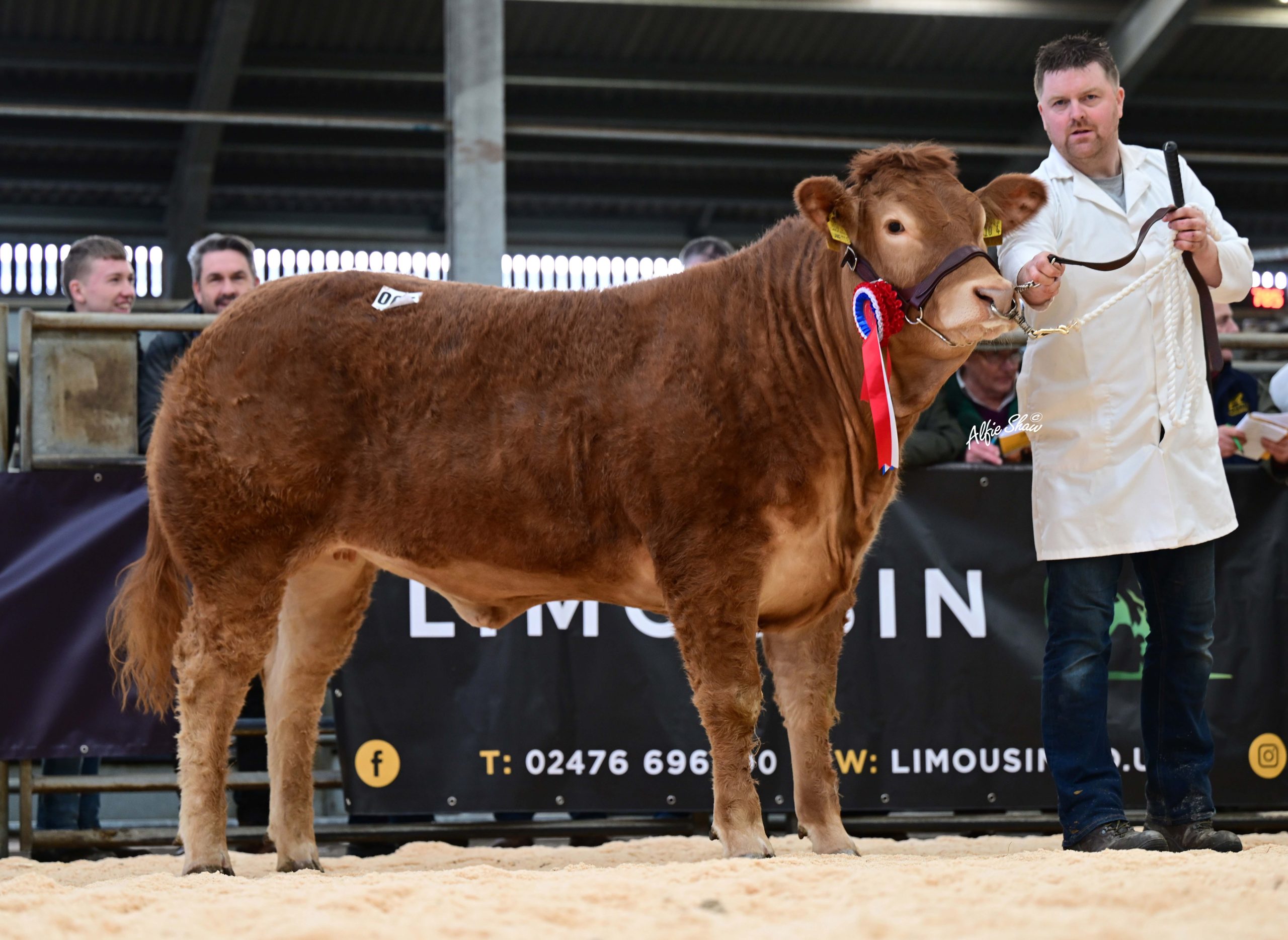 Female champion and top-price female at 6,200 guineas was Brian and Cahir McAuley’s Larkhill Unette exhibited by Mark McCartan. Source: Alfie Shaw
