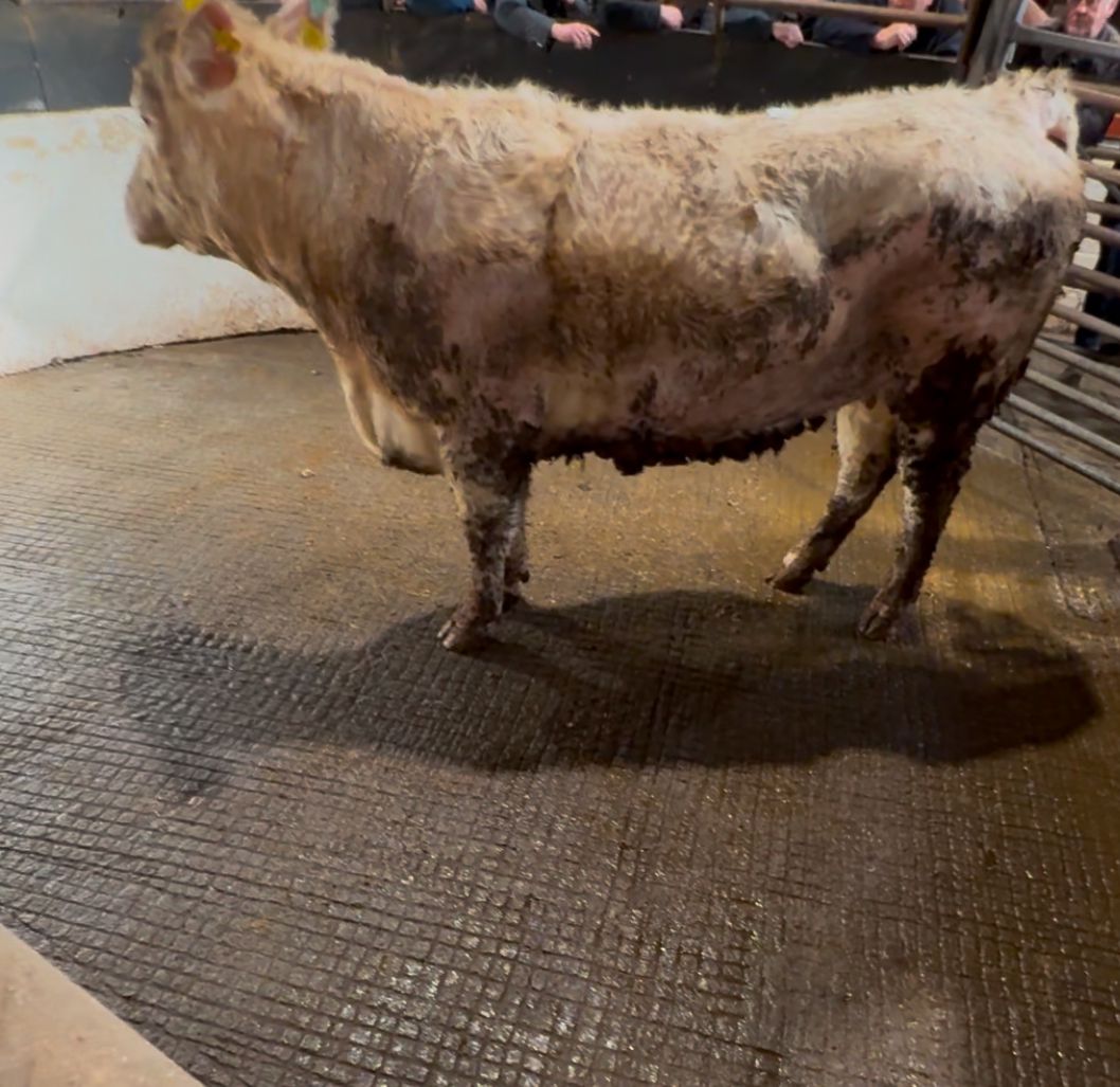 This 795kg Charolais cow made €3,110 or €4.32/kg