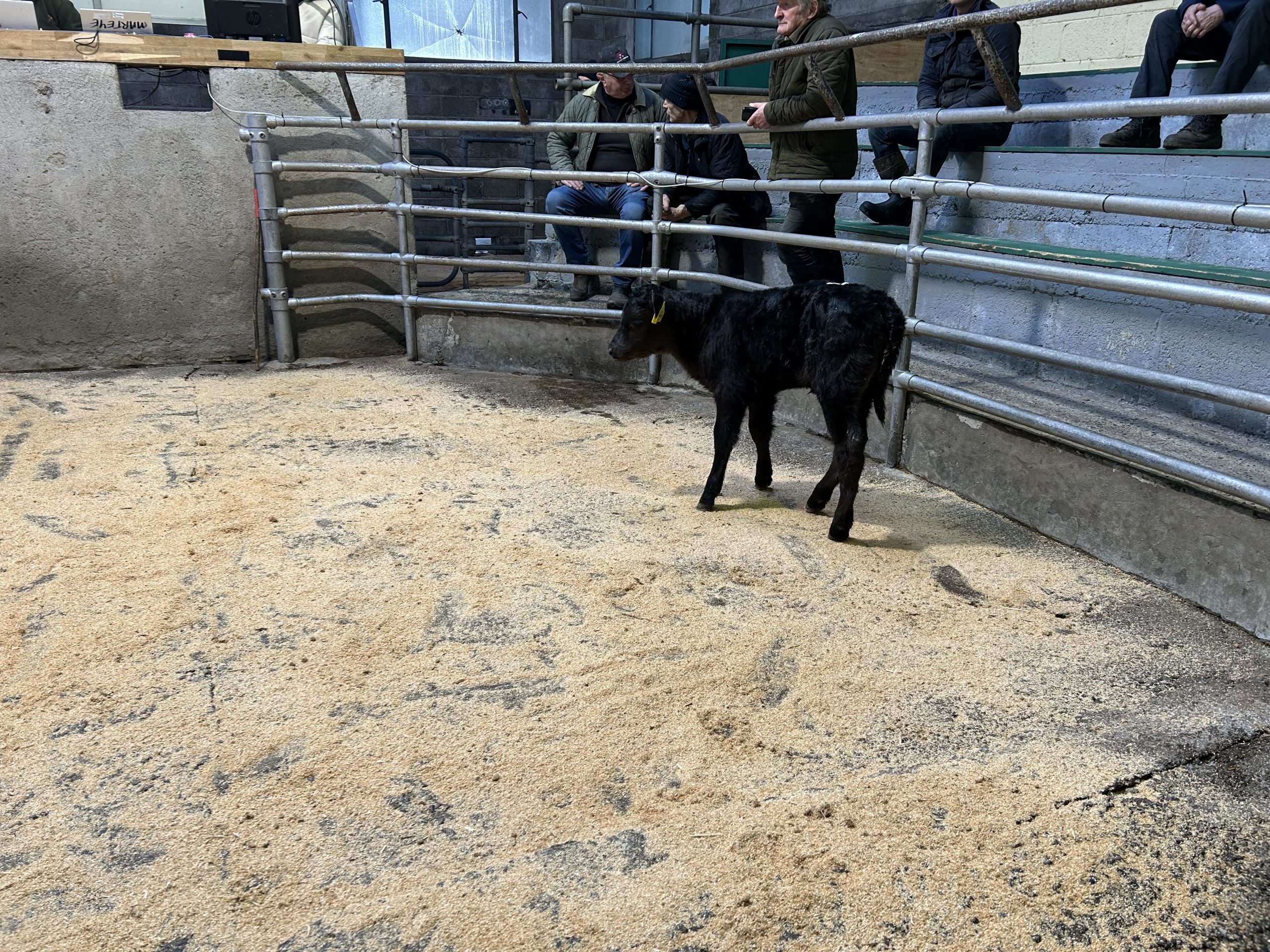 Aberdeen Angus cross heifer, 19-days-old sold for €140