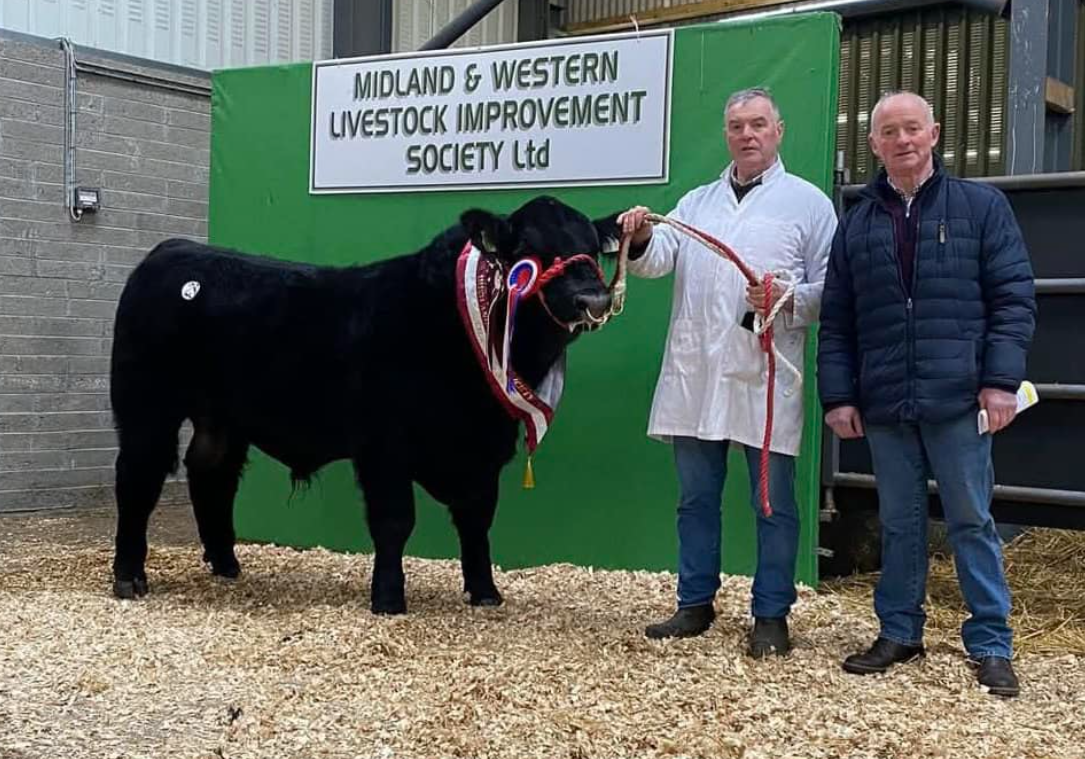 Loughglynn Whacker sold for €6,100. Source: Irish Angus