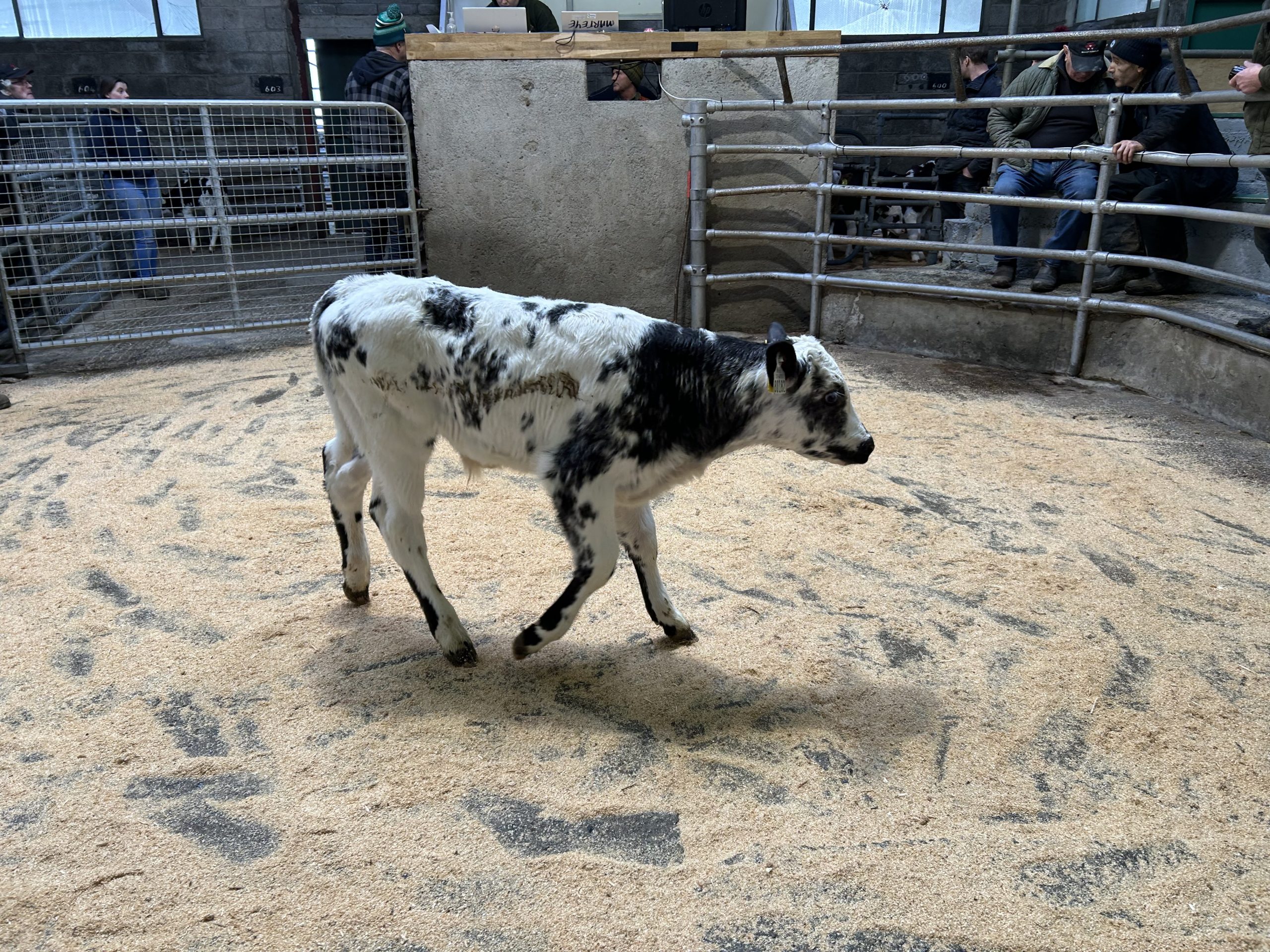 Belgian Blue cross bull, 24-days-old sold for €400