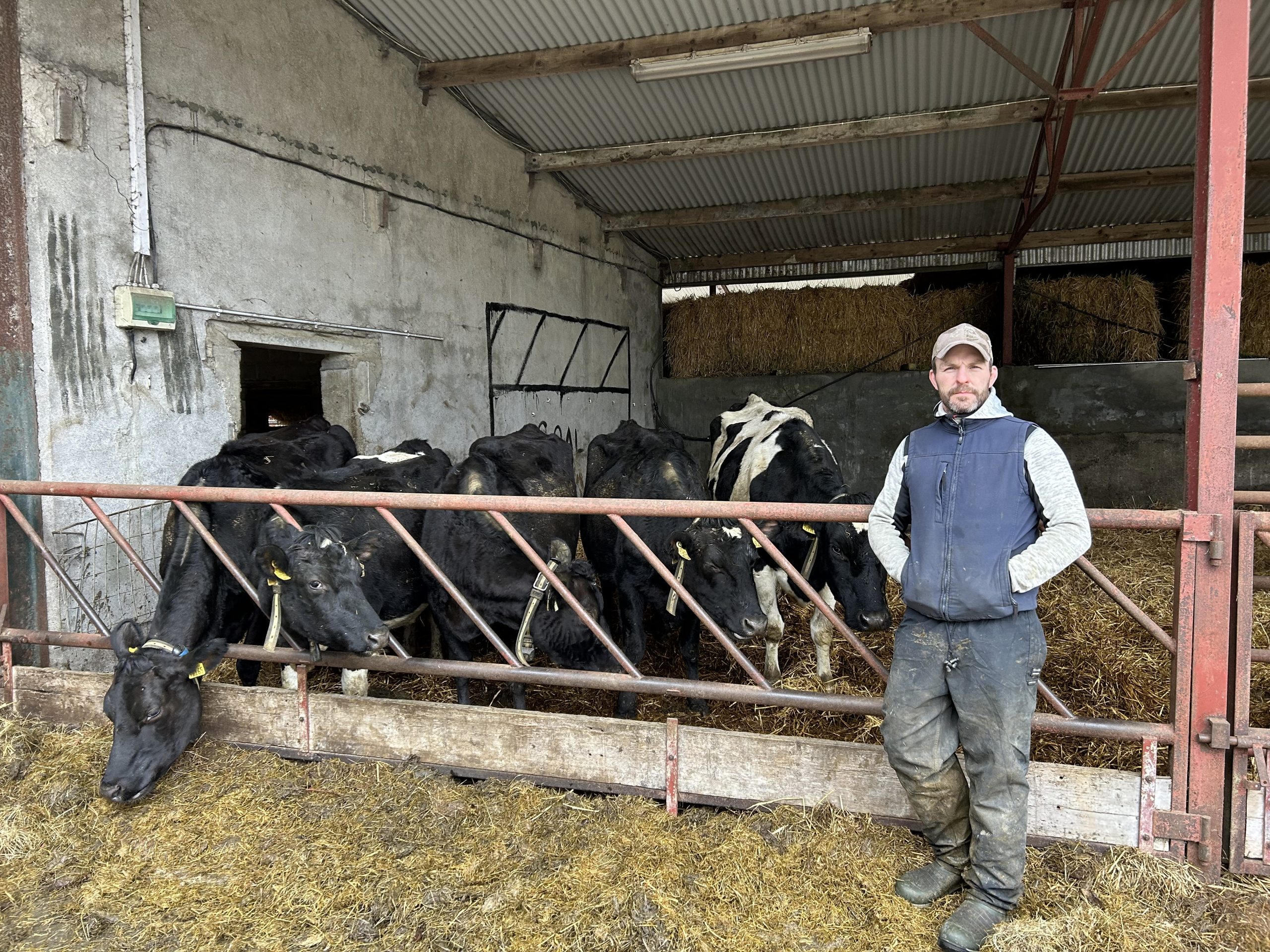 Dairy farmer, Brian Rushe with a couple of springing cows