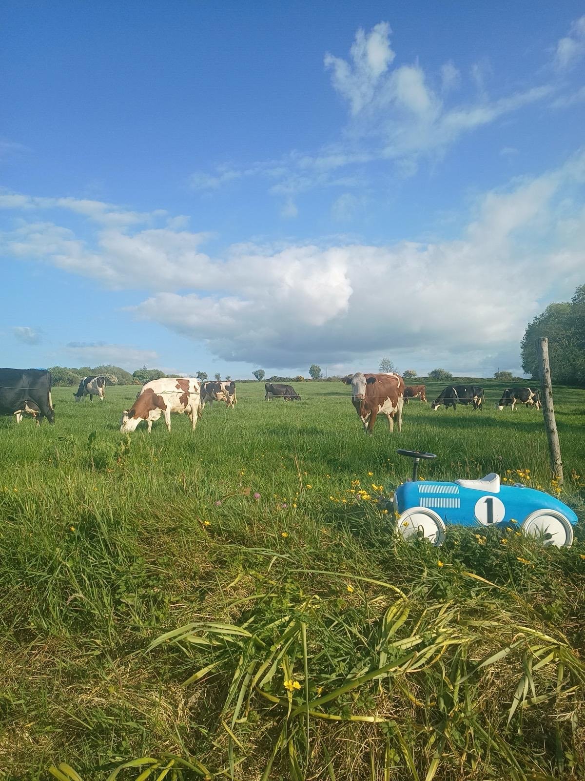 The Collins' herd of Montbeliarde cows with one of the kid's toy car