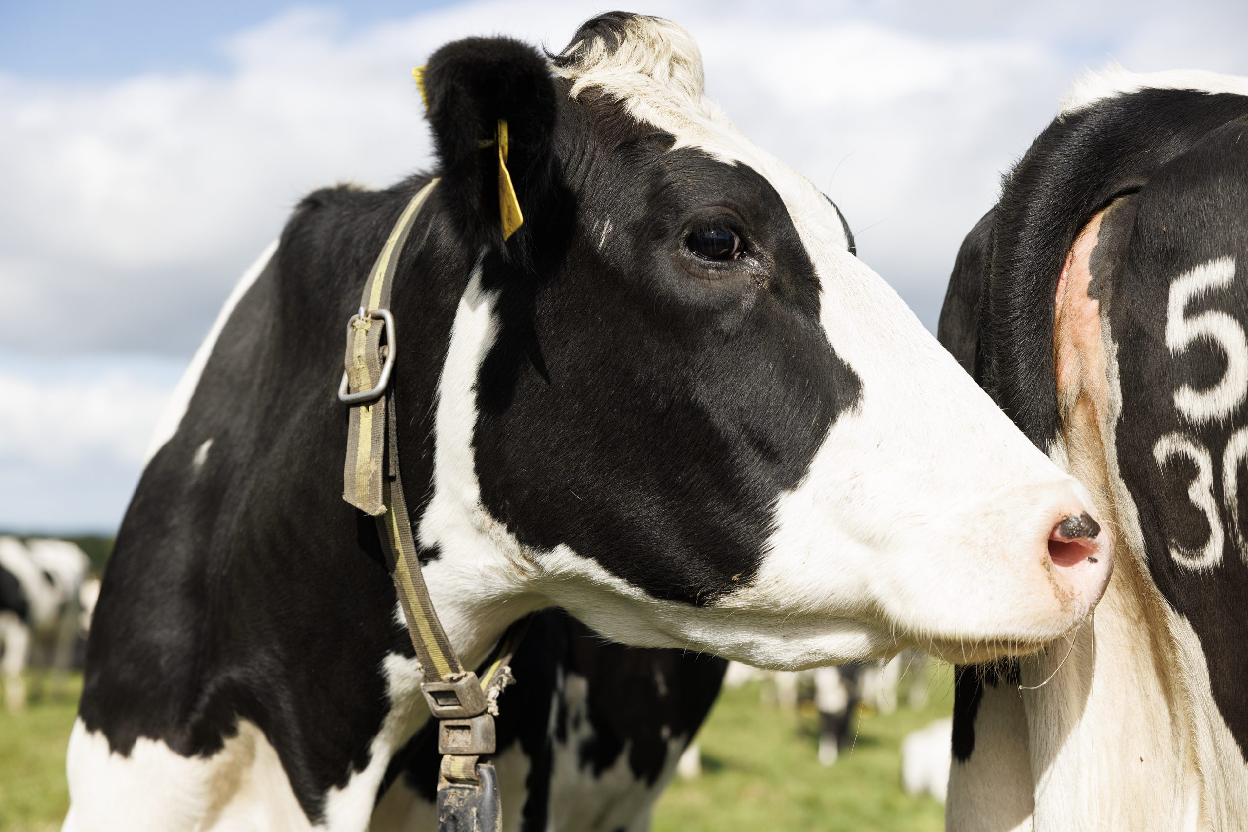 Cows for Cycle0.