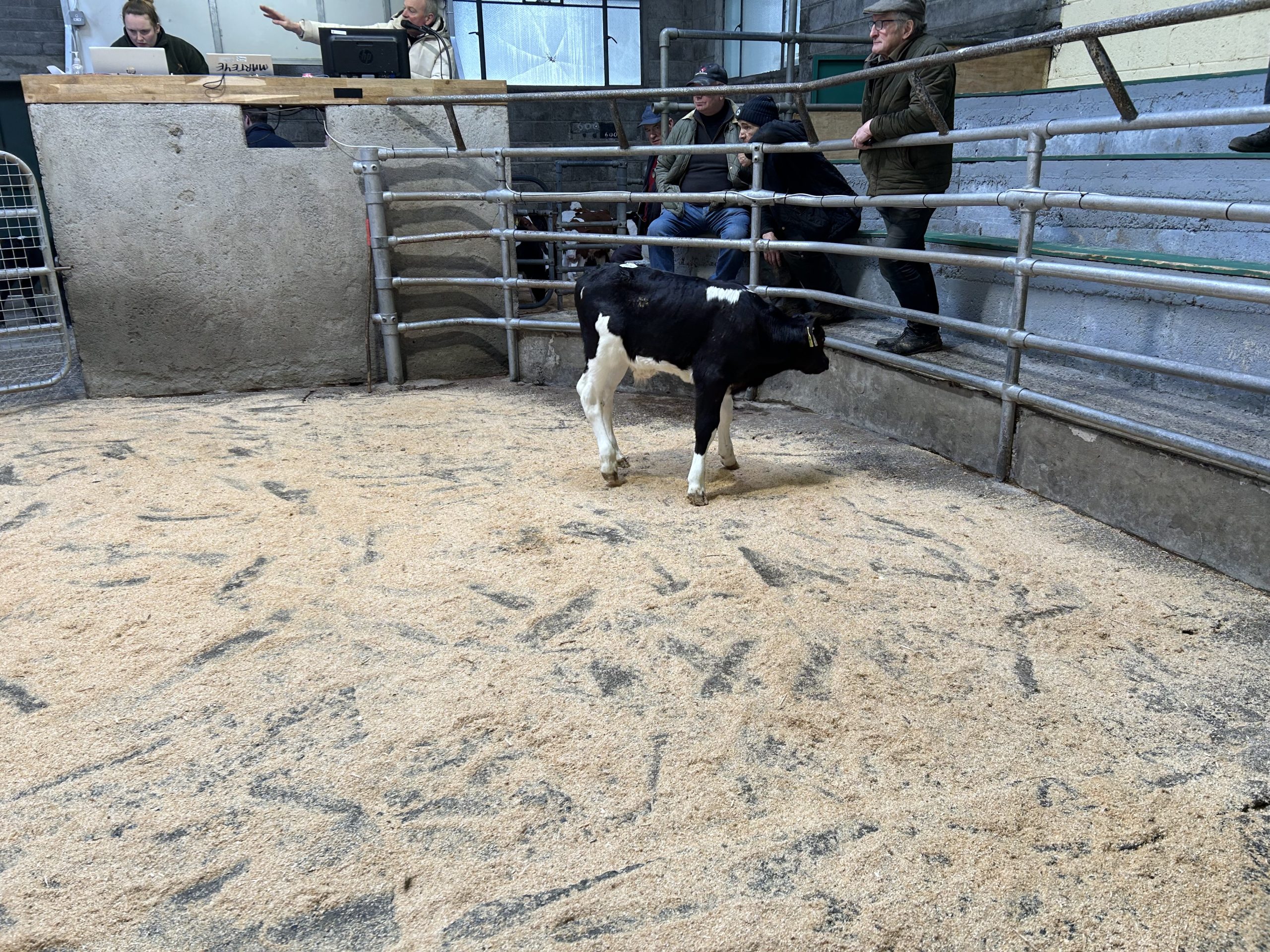Friesian bull, 25-days-old sold €275