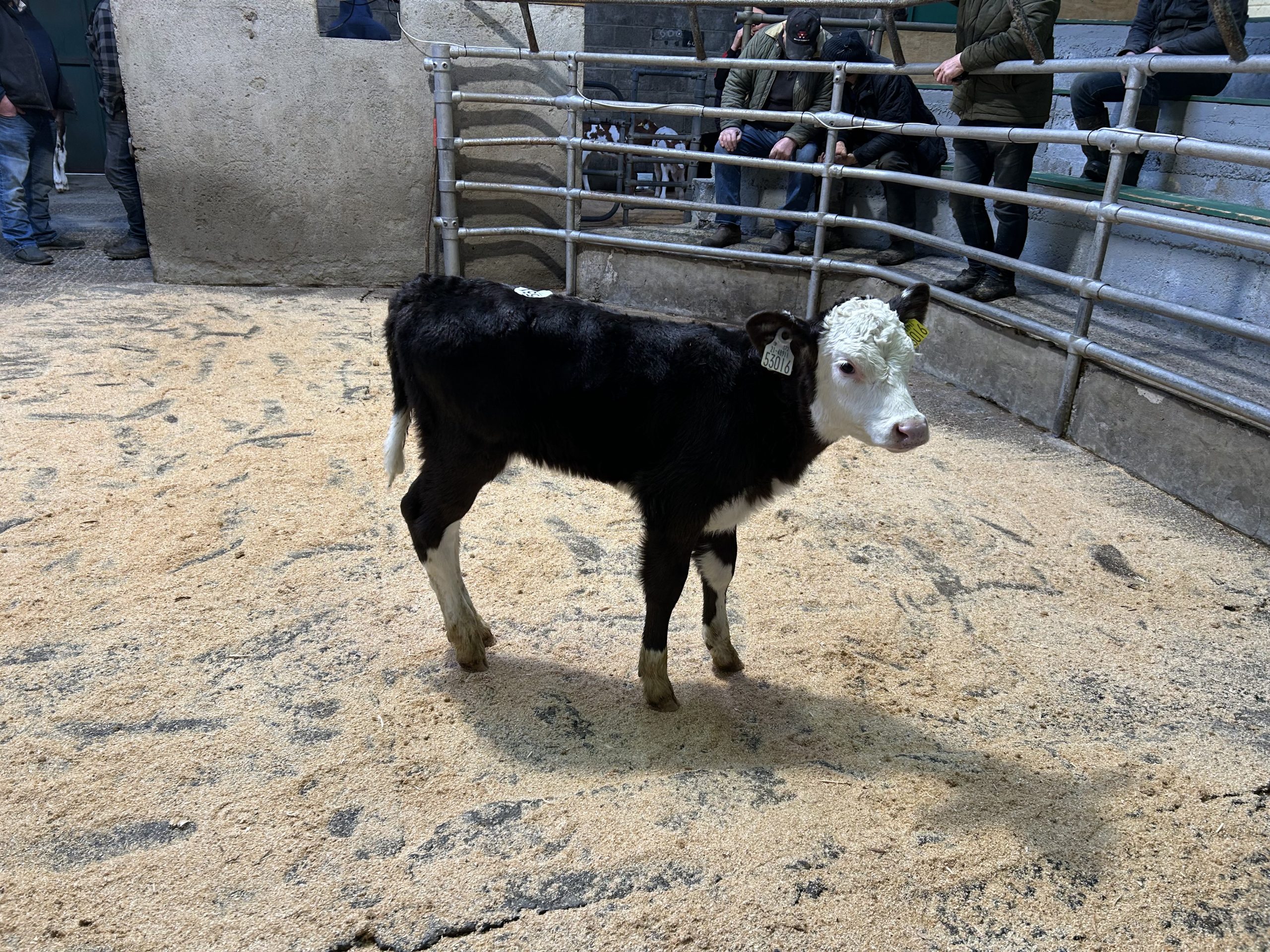 Hereford cross heifer, 19-days-old sold for €165
