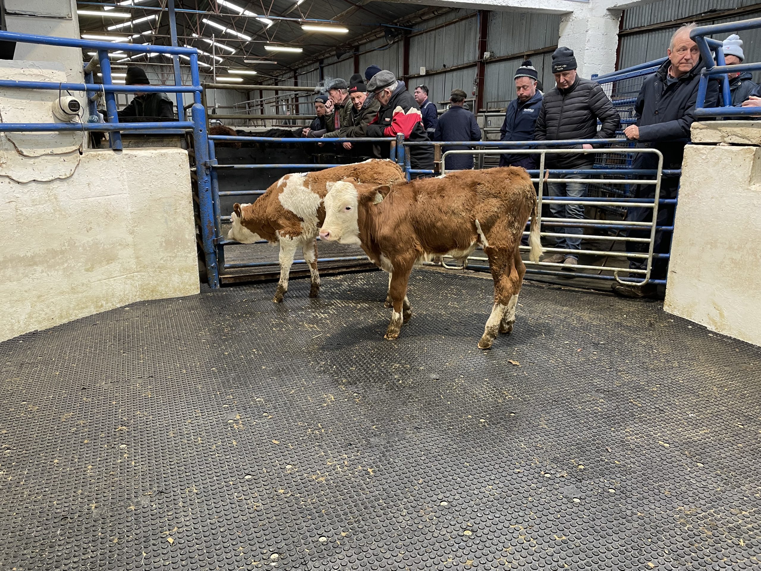 These 2 Simmental bull calves  weighed 98kg each and sold for €525/head