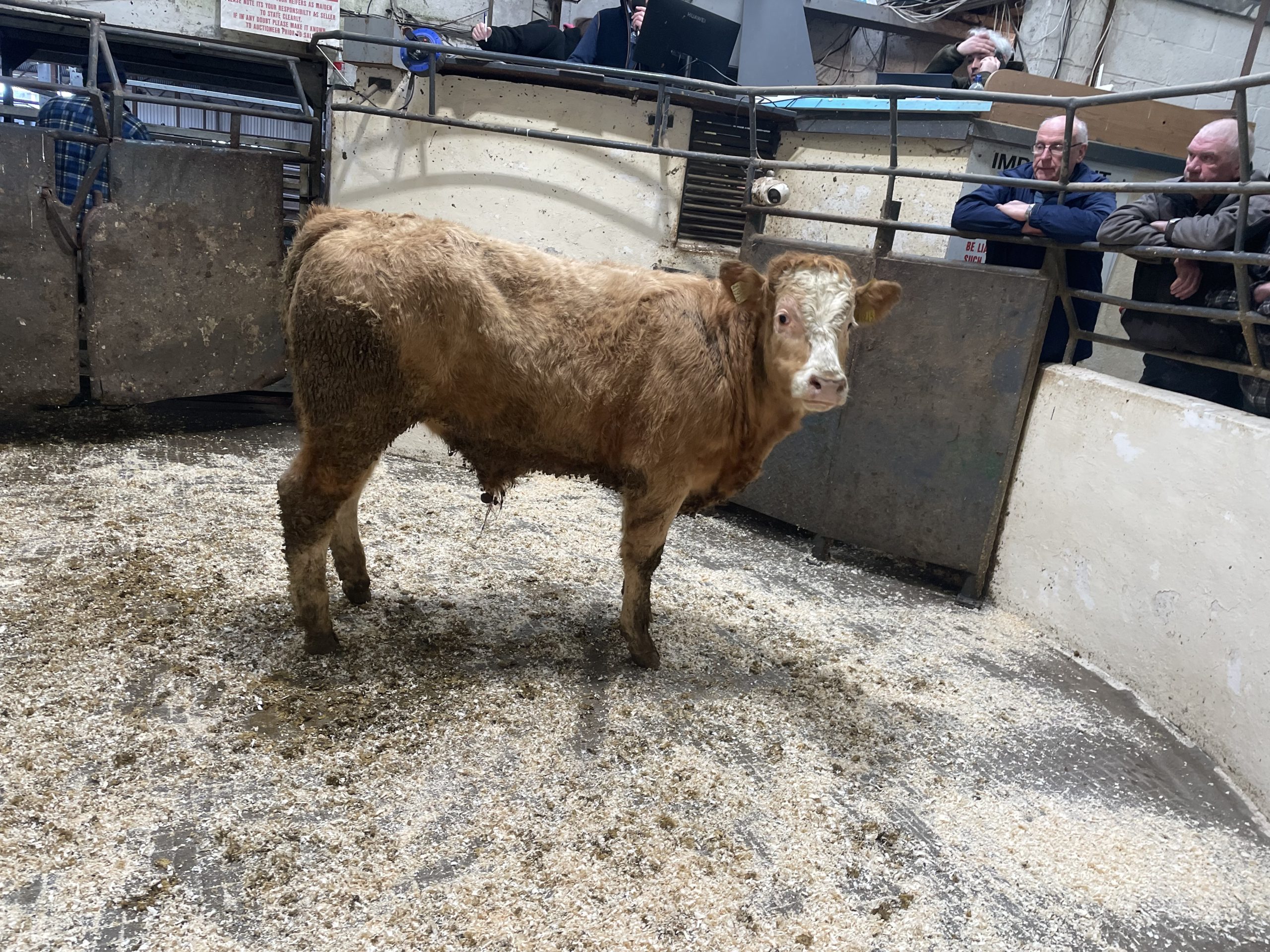 This 355kg Charolais bull sold for €1,420