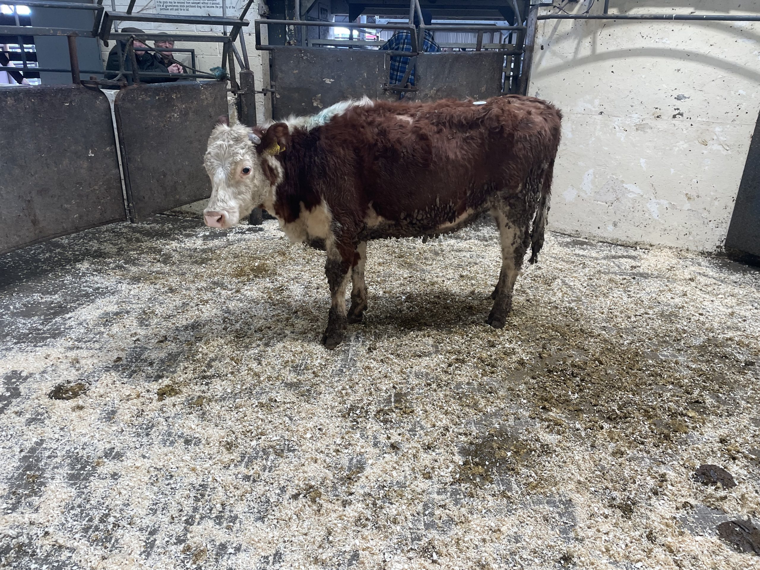 This 280kg Hereford heifer sold for €870