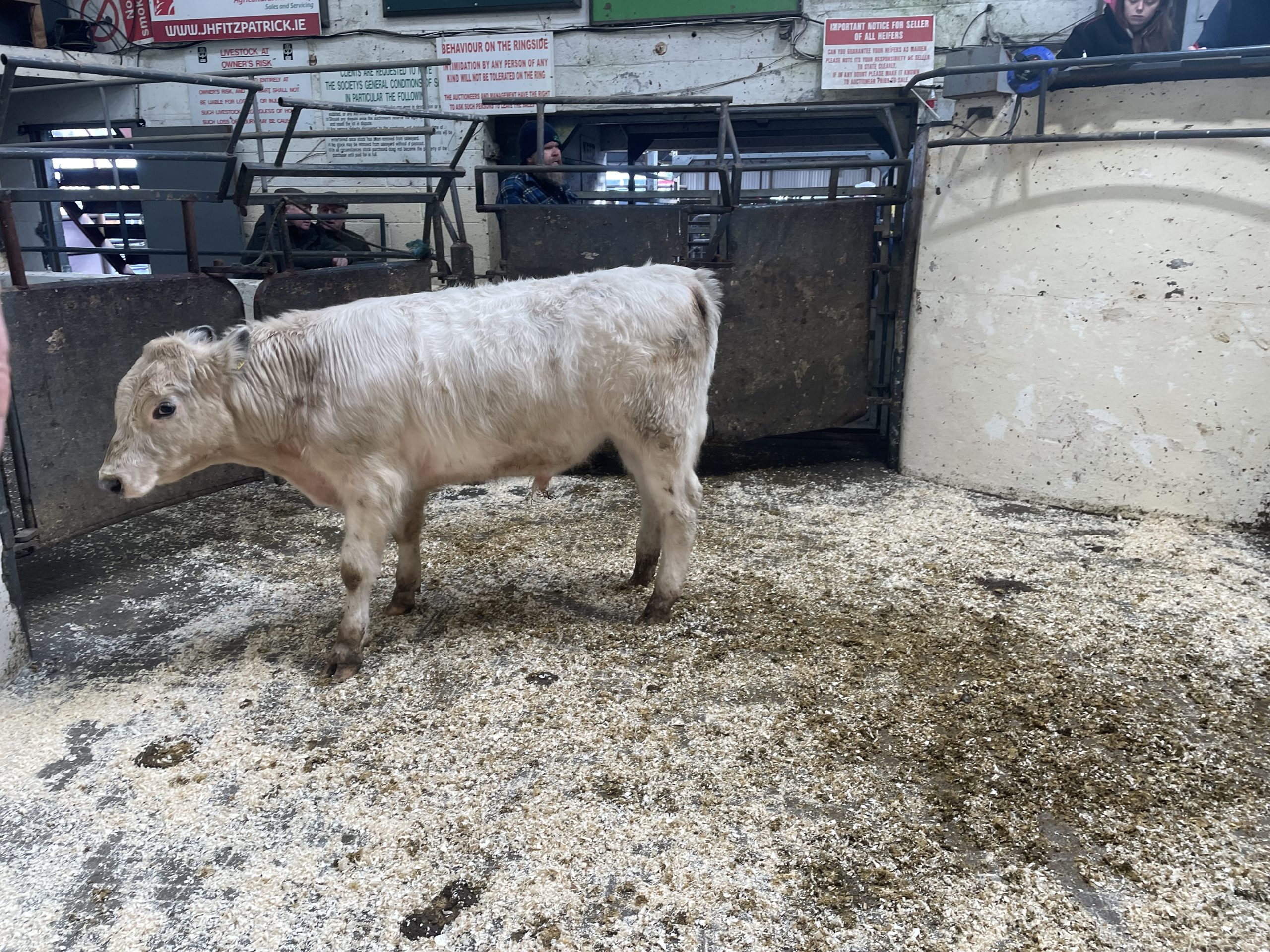 This 315kg Shorthorn-cross bull sold for €1,040