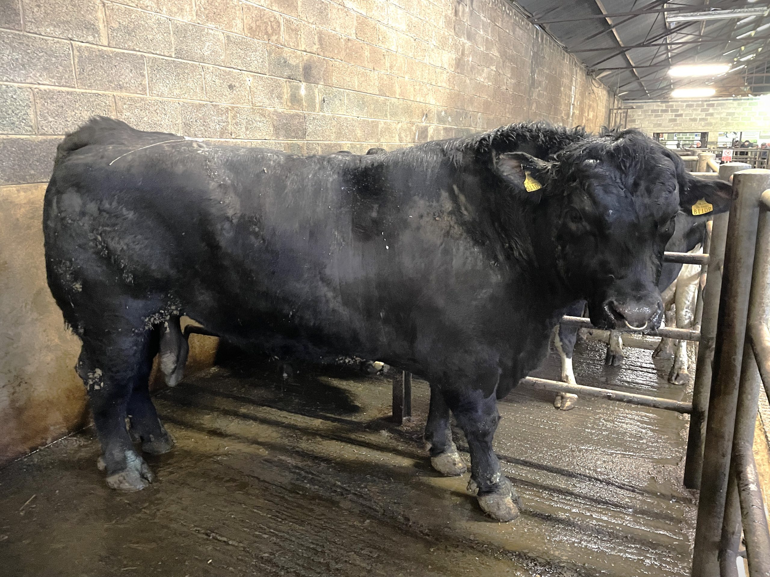 This 1,210kg Angus stock bull made €3,800 or €3.14/kg
