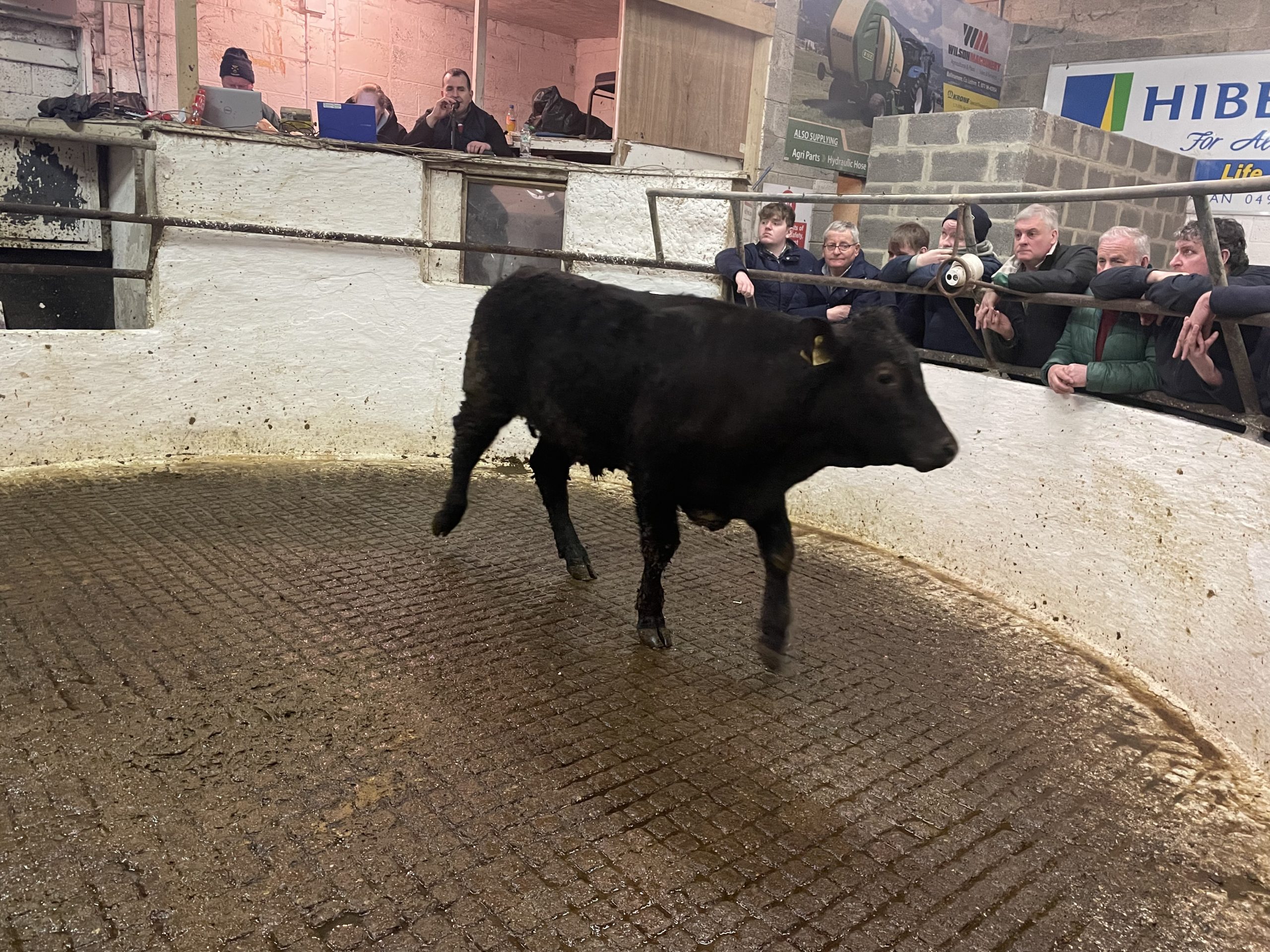 This 409kg Limousin bull made €1,570