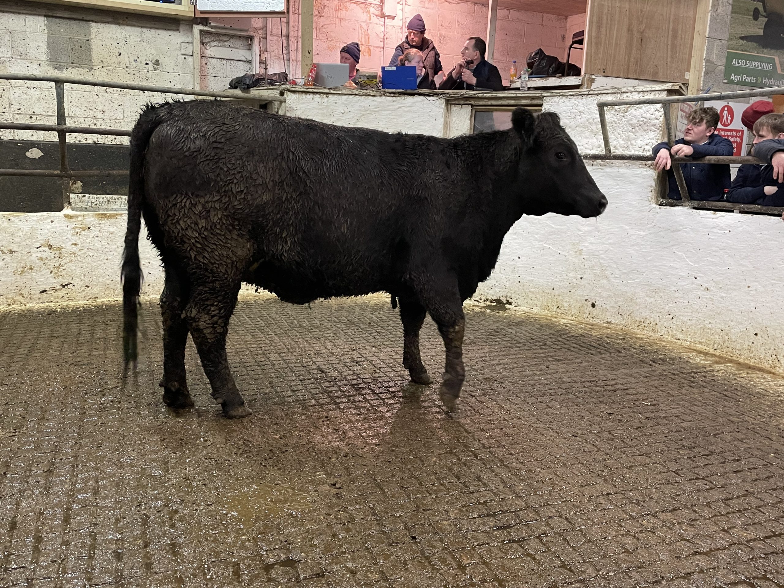 This 605kg Angus heifer made €1,970