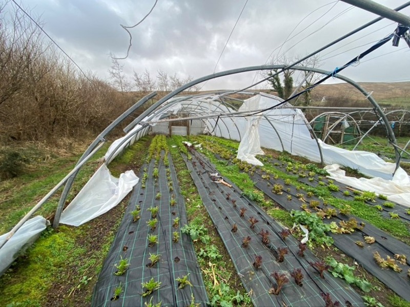 Storm damage to polytunnel and lettuce plants on Thomas O'Connor's farm