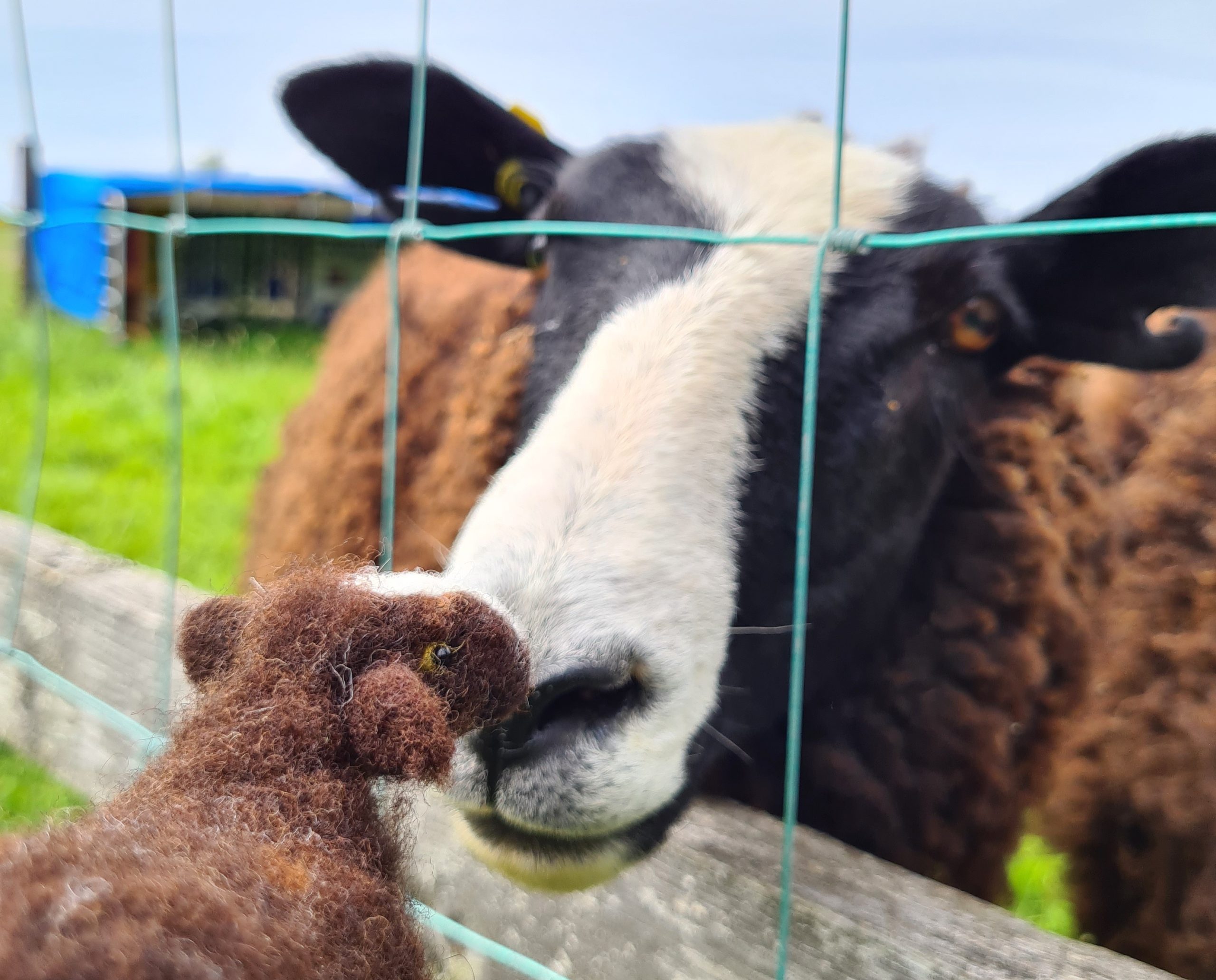 Real and felted sheep