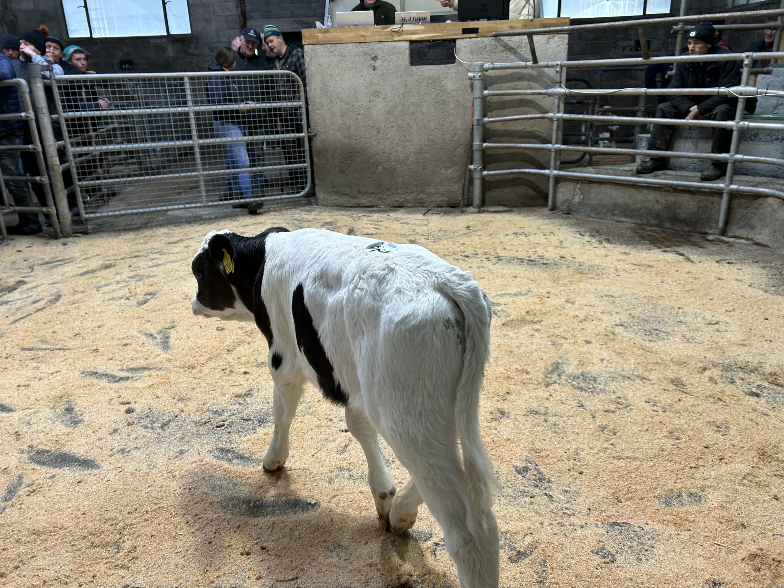 Simmental cross bull, 25-days-old sold for €400