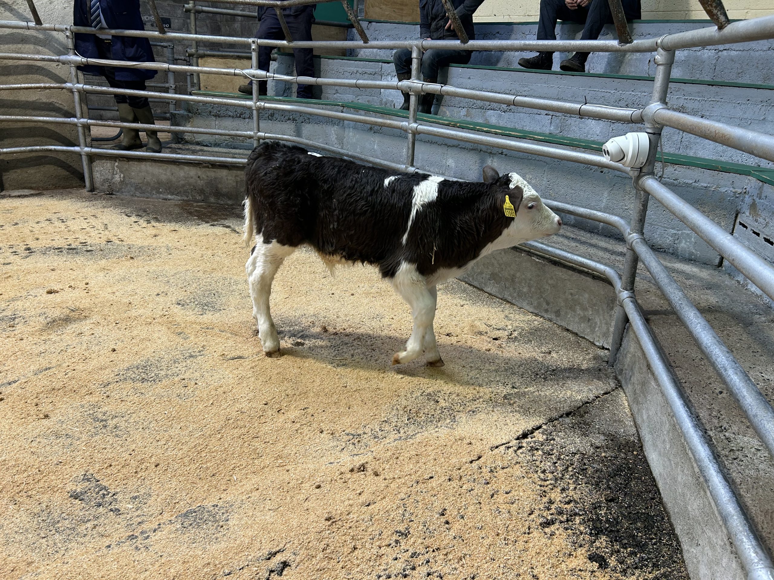 Simmental cross bull, 34-days-old sold for €315