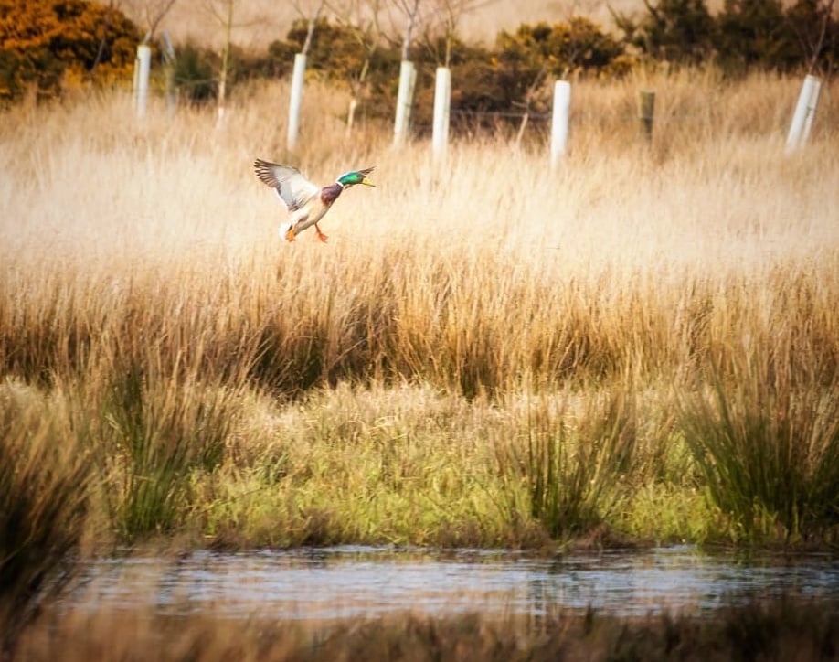 Nature reserve