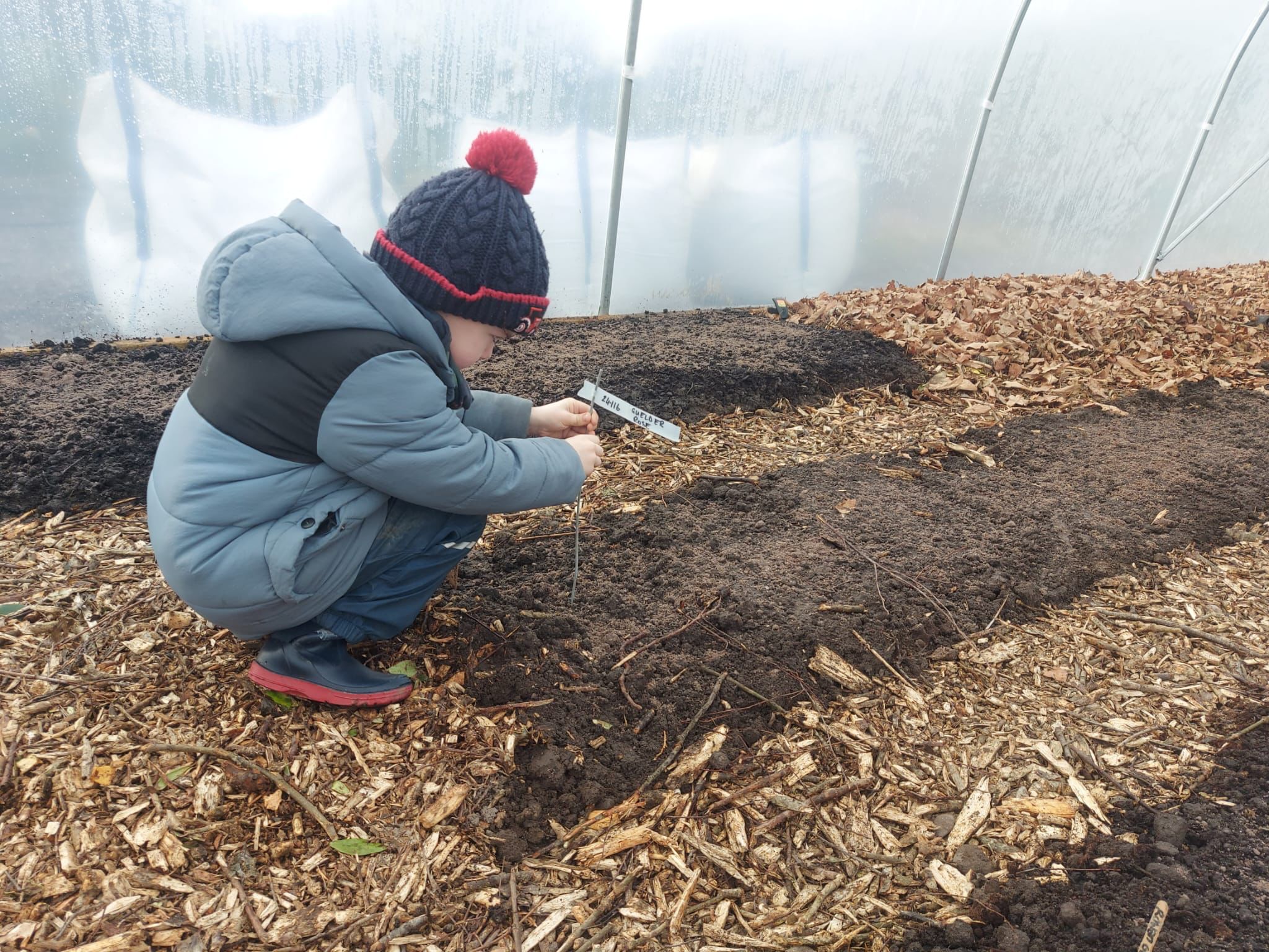 One of the youngest Local Roots Kerry members helping with marking the seeds